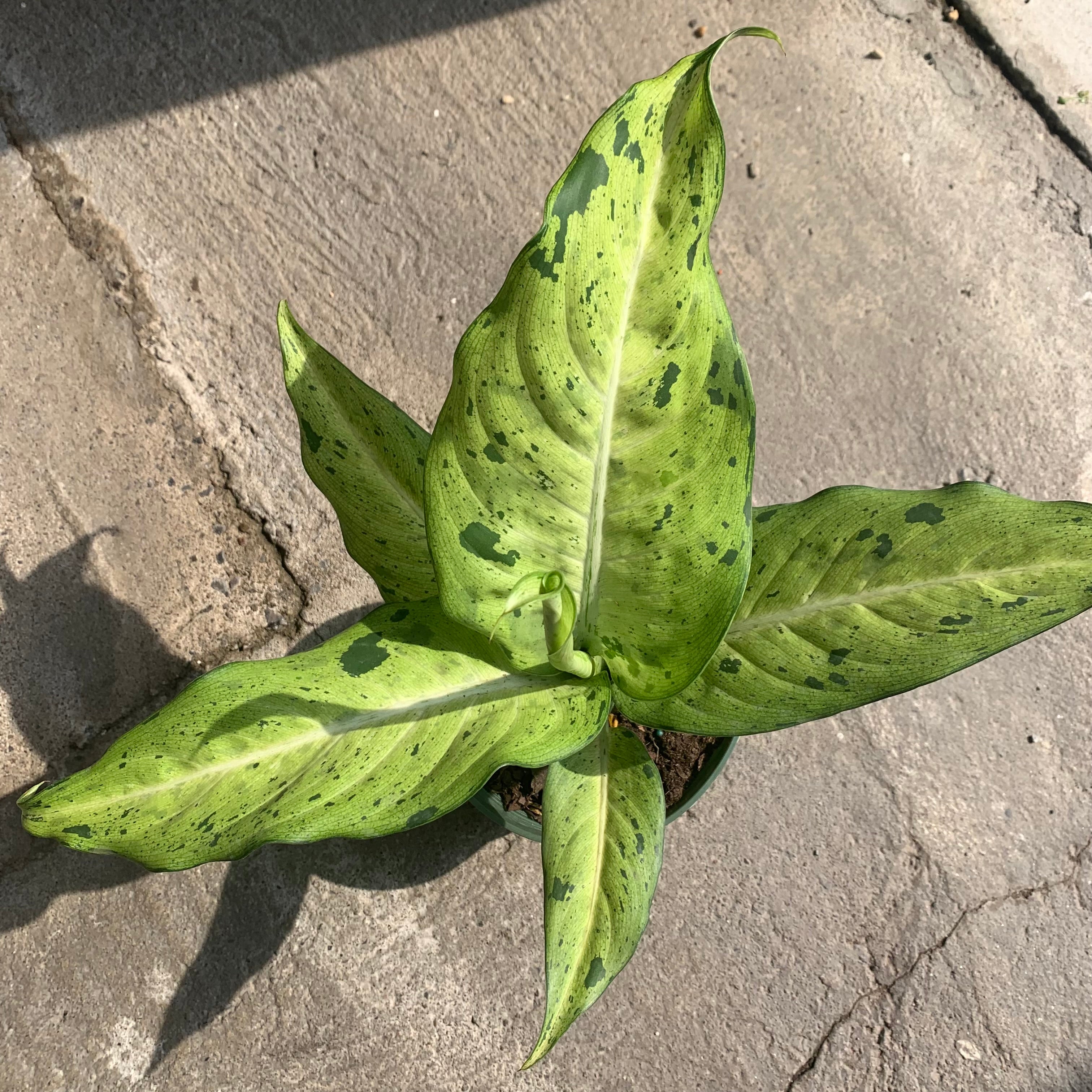 dieffenbachia camouflage pp 12275 Dieffenbachia Camouflage – Serres Lavoie