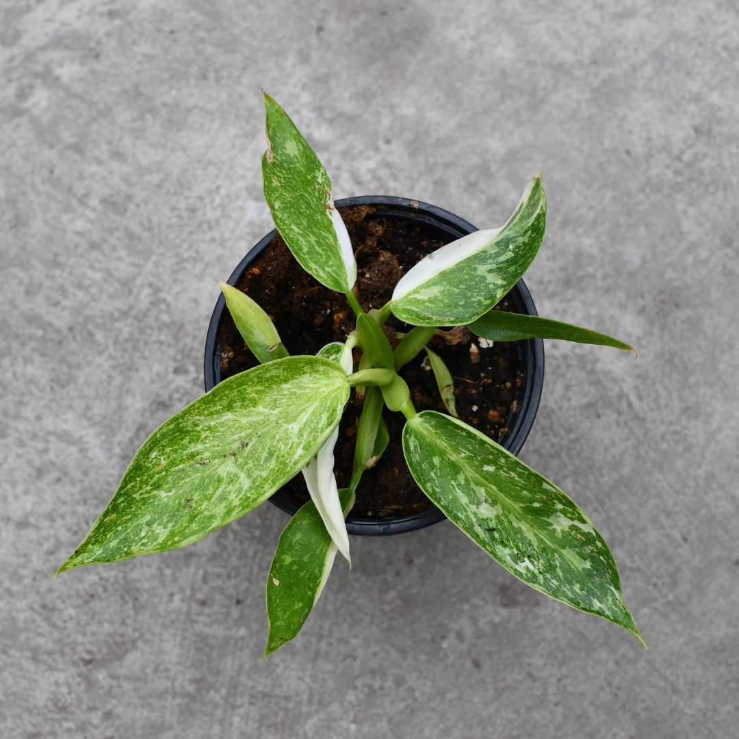 philodendron jose buono canada Philodendron 'Jose Buono' – Serres Lavoie