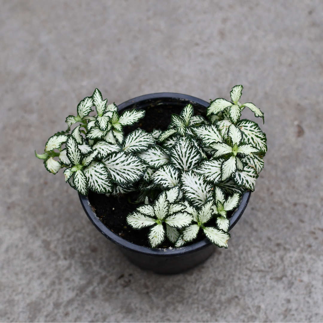 Fittonia Wit Hvid Tiger Mozaiekplantje Terrarie Plante Potmaat 8