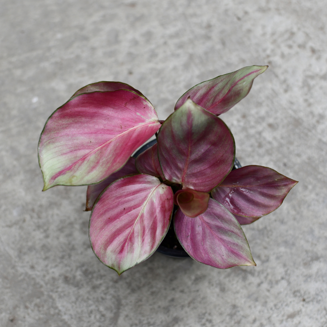 calathea pink aurora Calathea 'Pink Aurora' – Serres Lavoie
