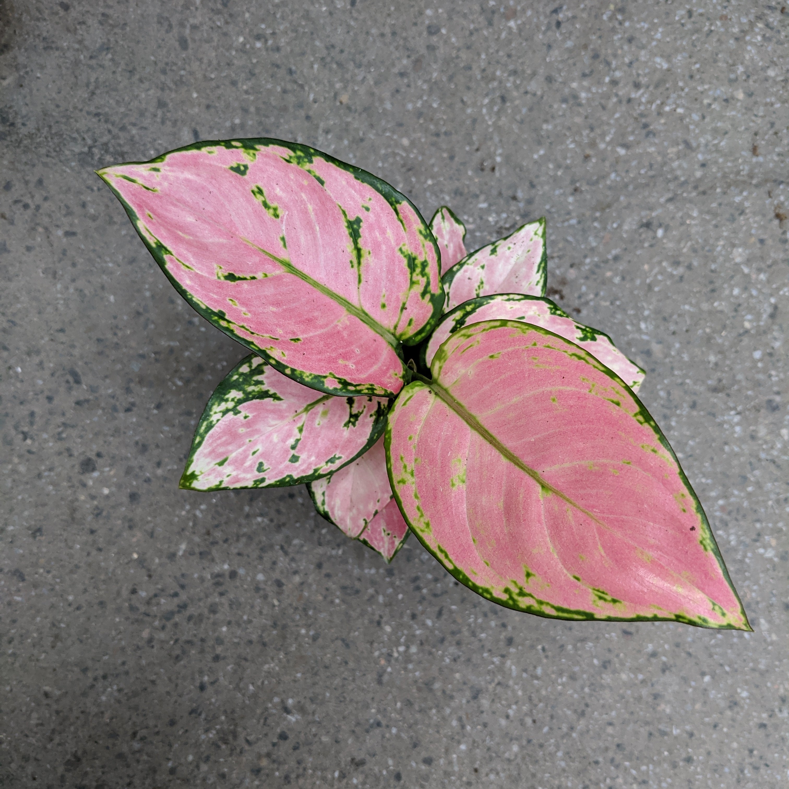 aglaonema pink cherry Aglaonema 'Cherry Pink' | Tropical