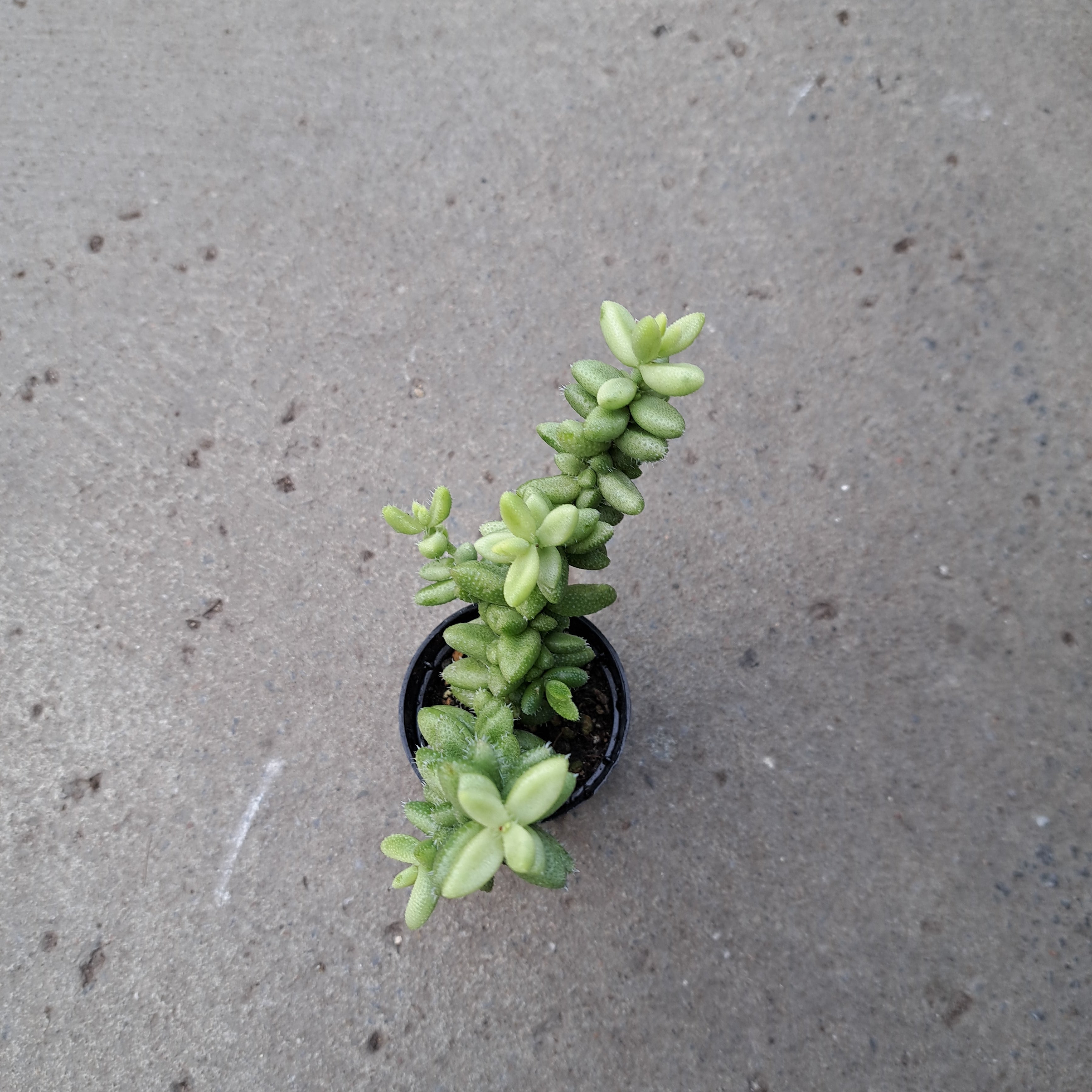Delosperma echinatum f. variegata