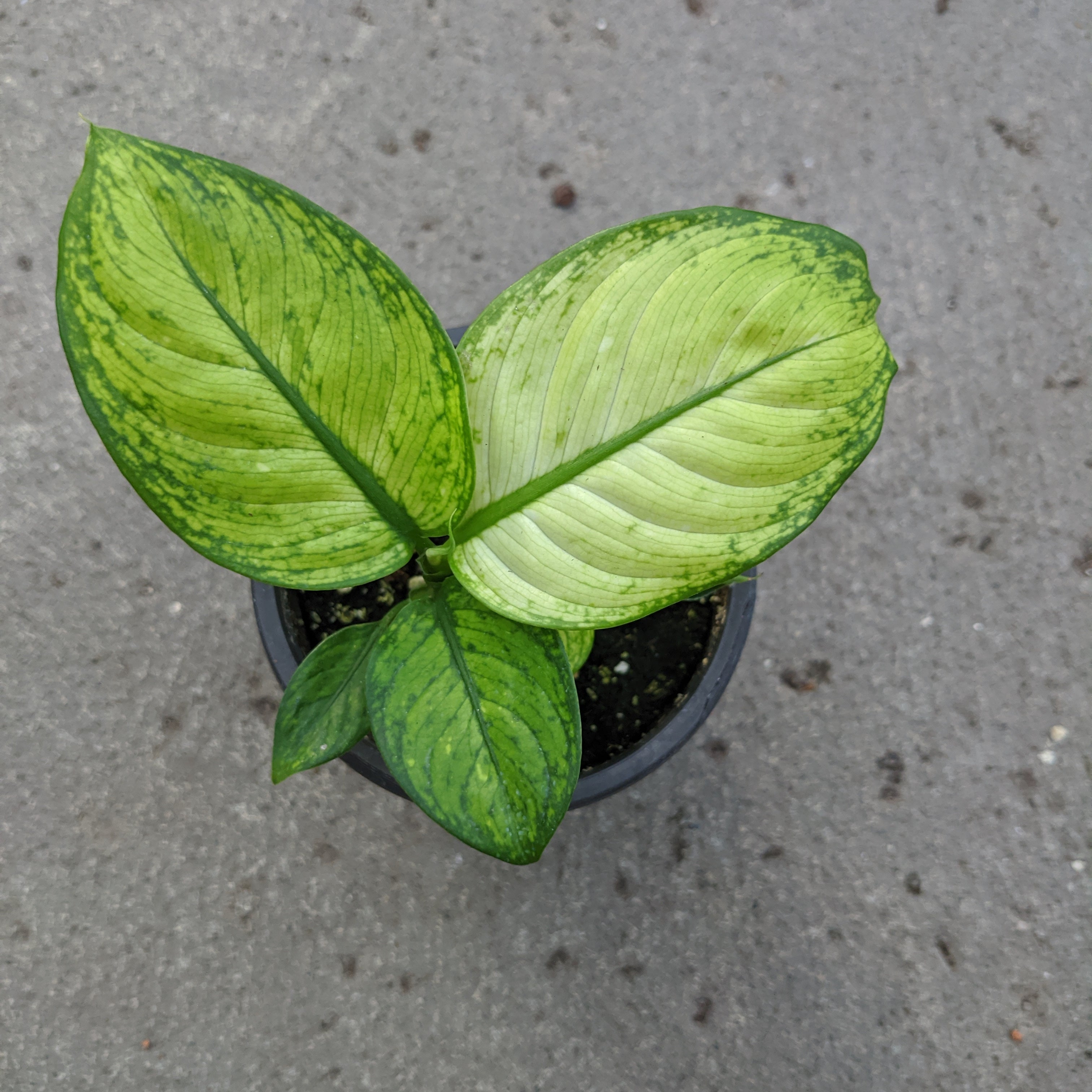 crocodile dieffenbachia Dieffenbachia 'Crocodile' | Tropical