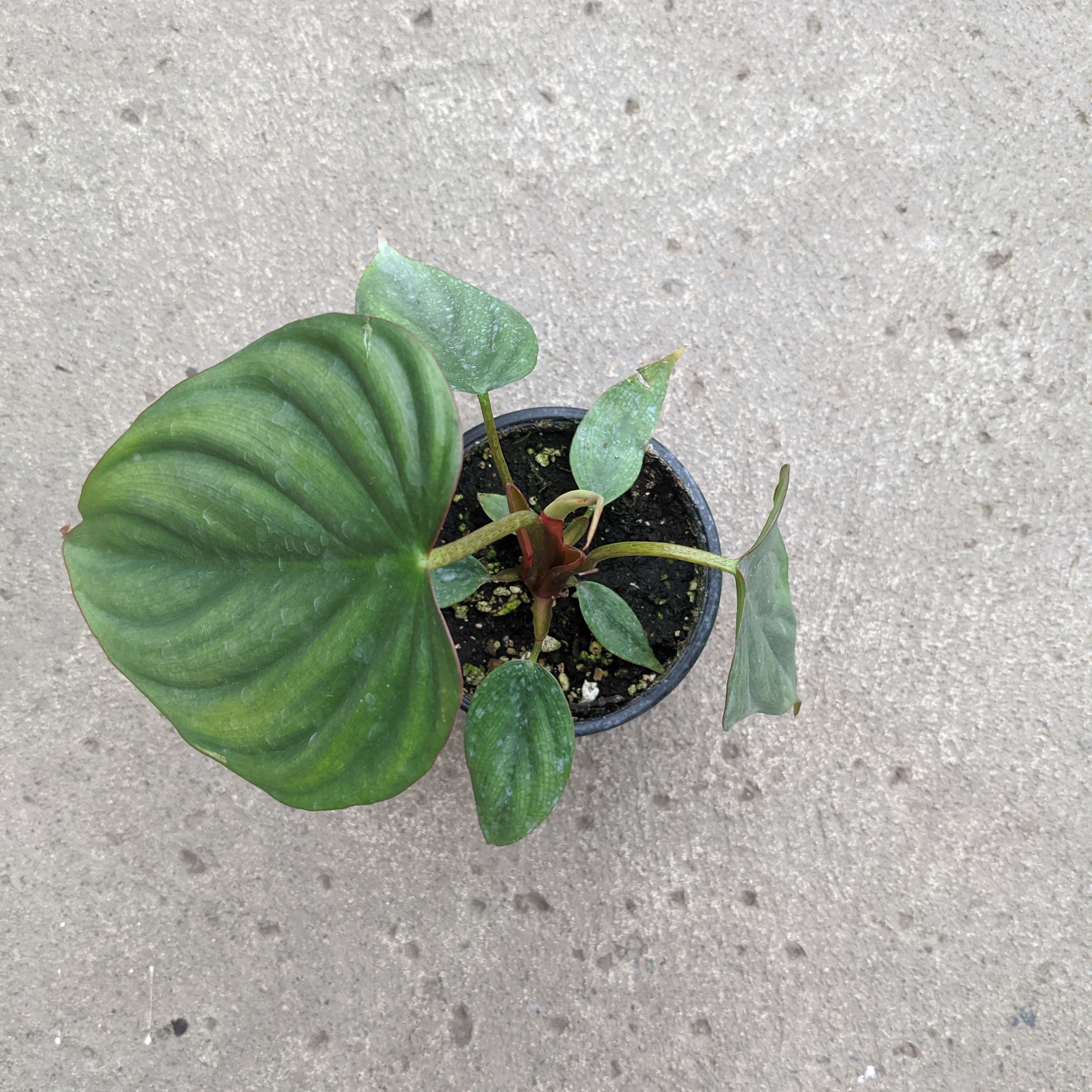 philodendron colombia Philodendron 'Colombia' – Serres Lavoie