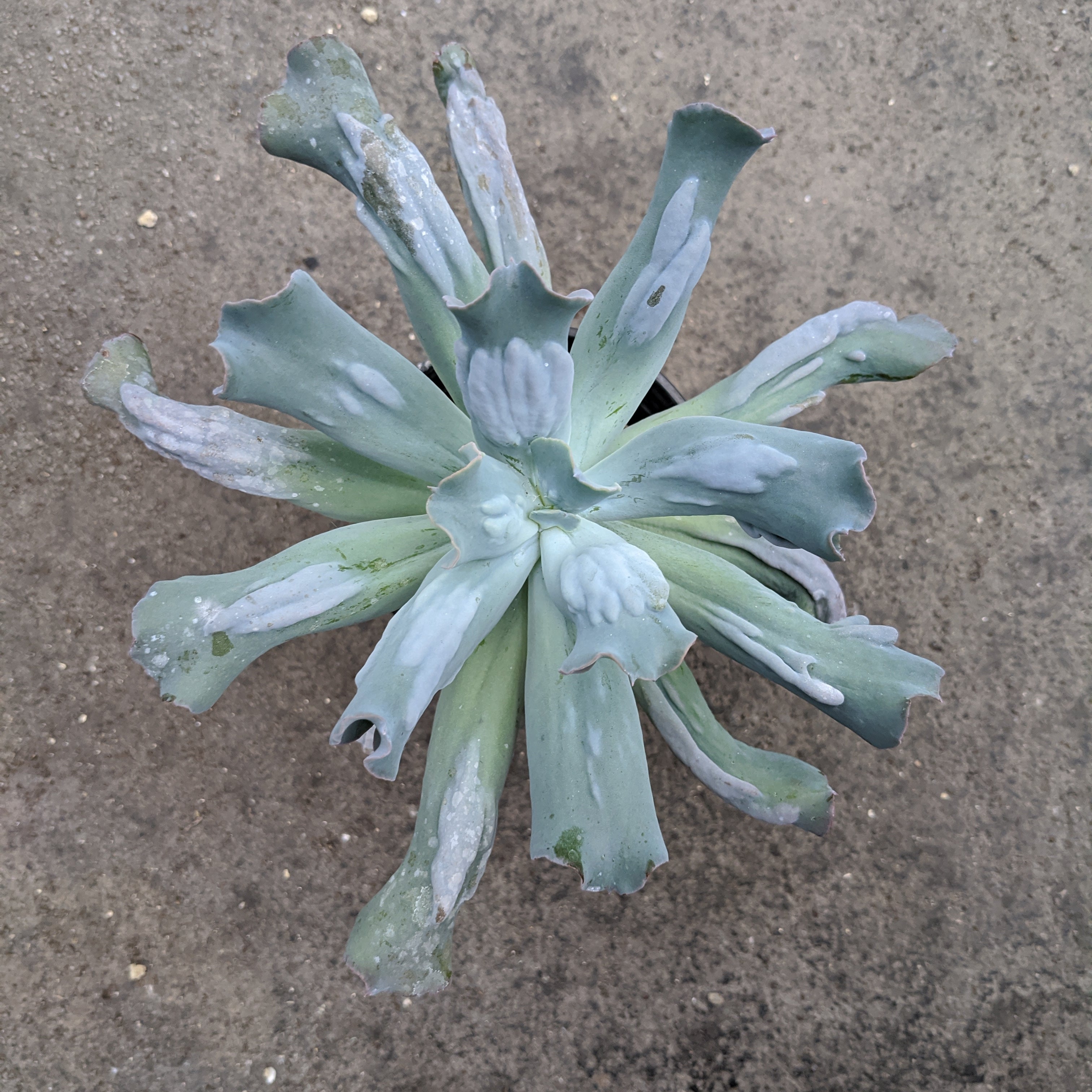 culibra succulent Echeveria culibra | Succulents