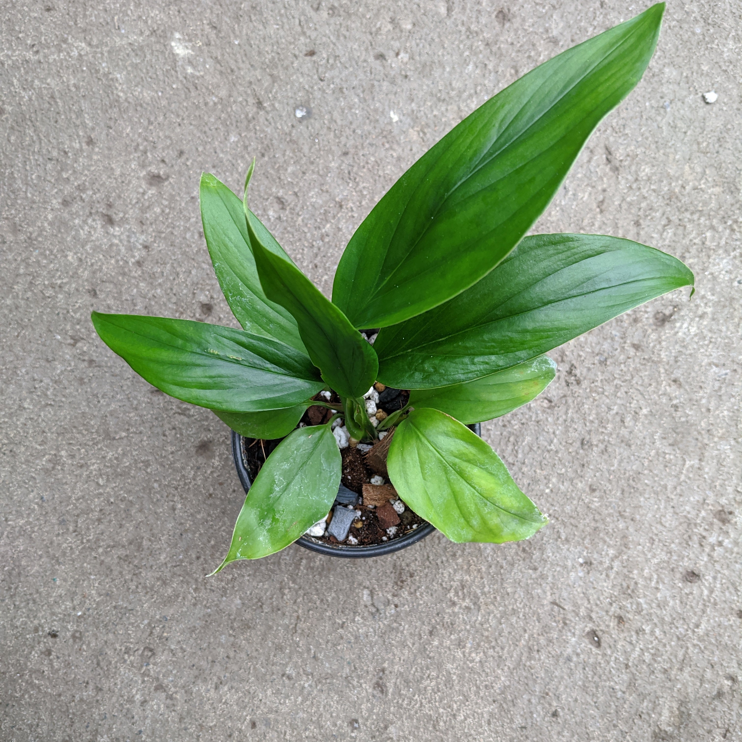 monstera acacoyaguensis for sale Monstera acacoyaguensis – Serres Lavoie