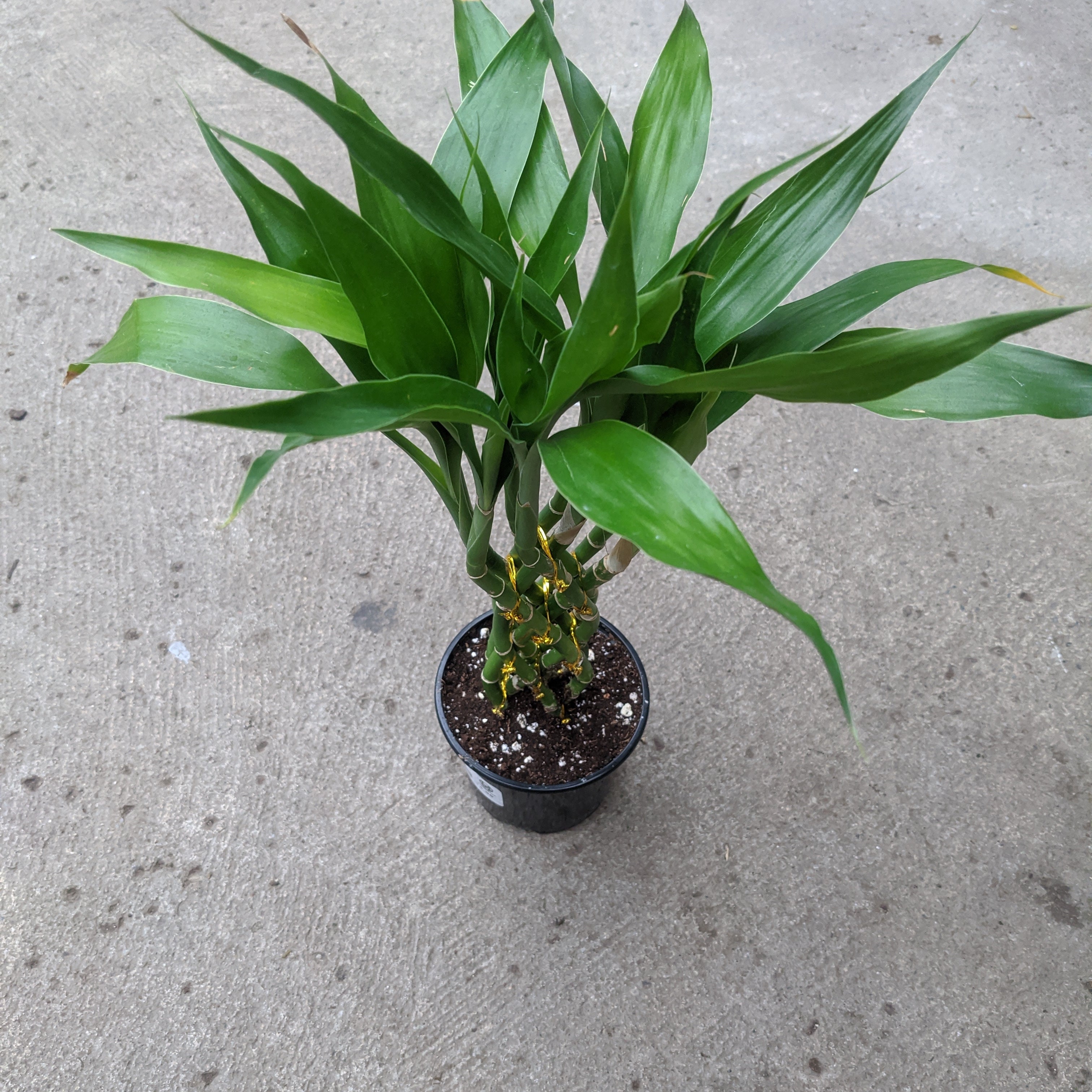 dracaena cv Dracaena sanderiana braided – Serres Lavoie