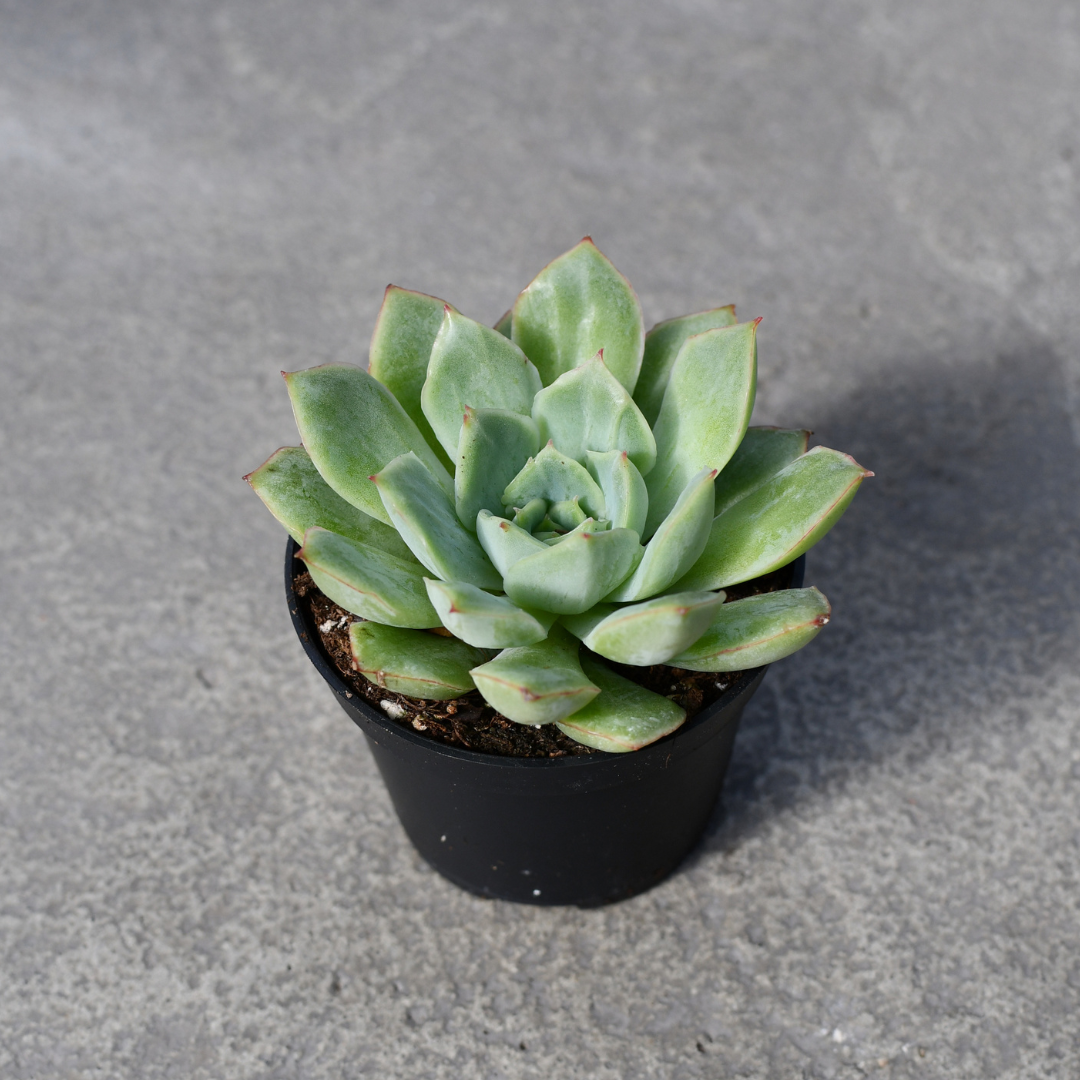 queen of succulents Echeveria 'California queen' | Succulents