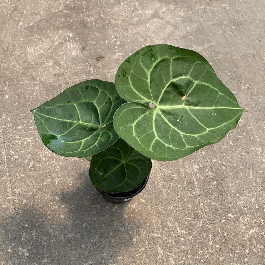 anthurium pterodactyl for sale Anthurium 'Pterodactyl' | Tropical