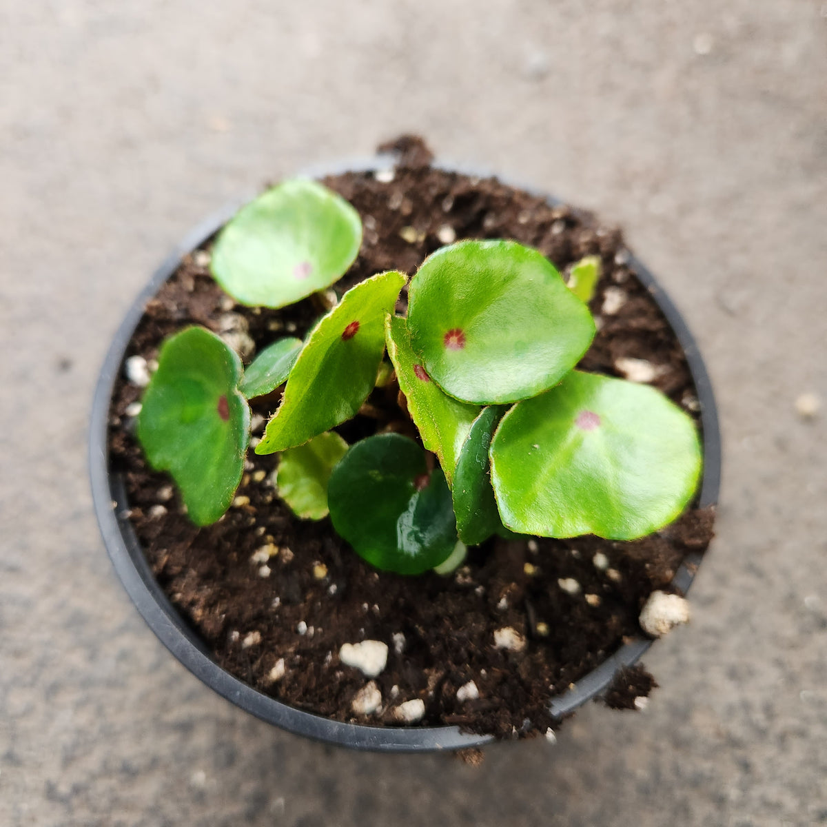 Begonia Conchifolia Bull s Eye Tropical Plantarium Serres Lavoie begonia-conchifolia-bull-s-eye-tropical-plantarium-serres-lavoie