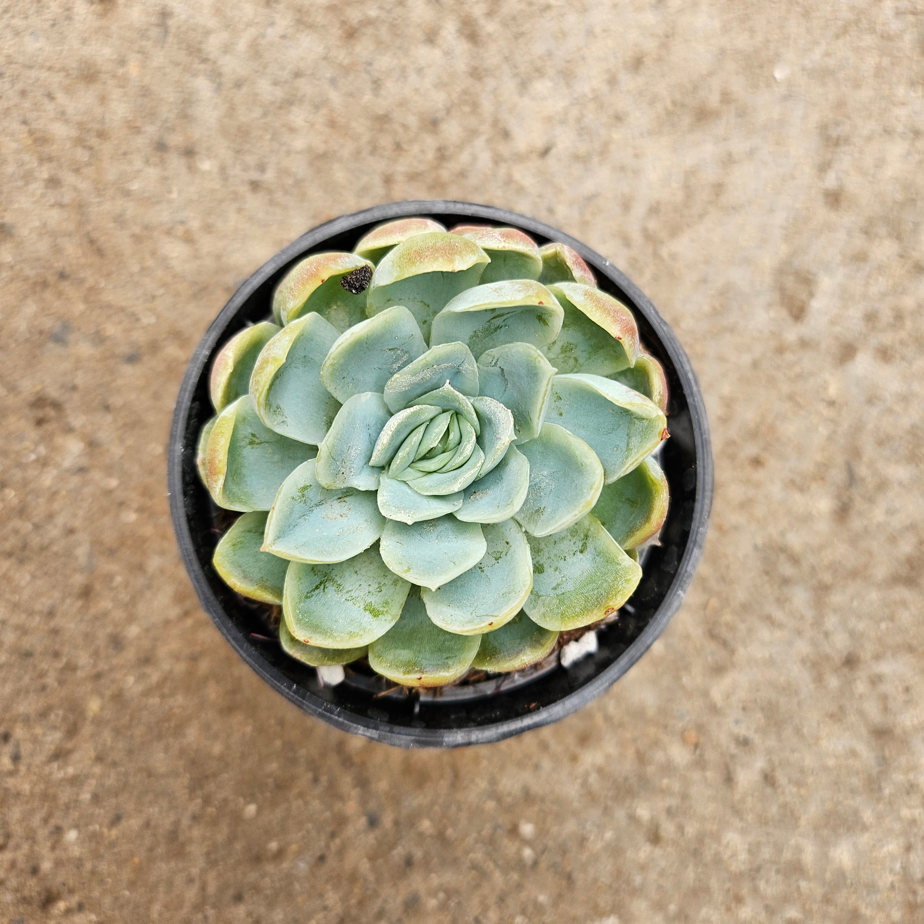raspberry ice succulent Echeveria elegans raspberry ice | Succulents