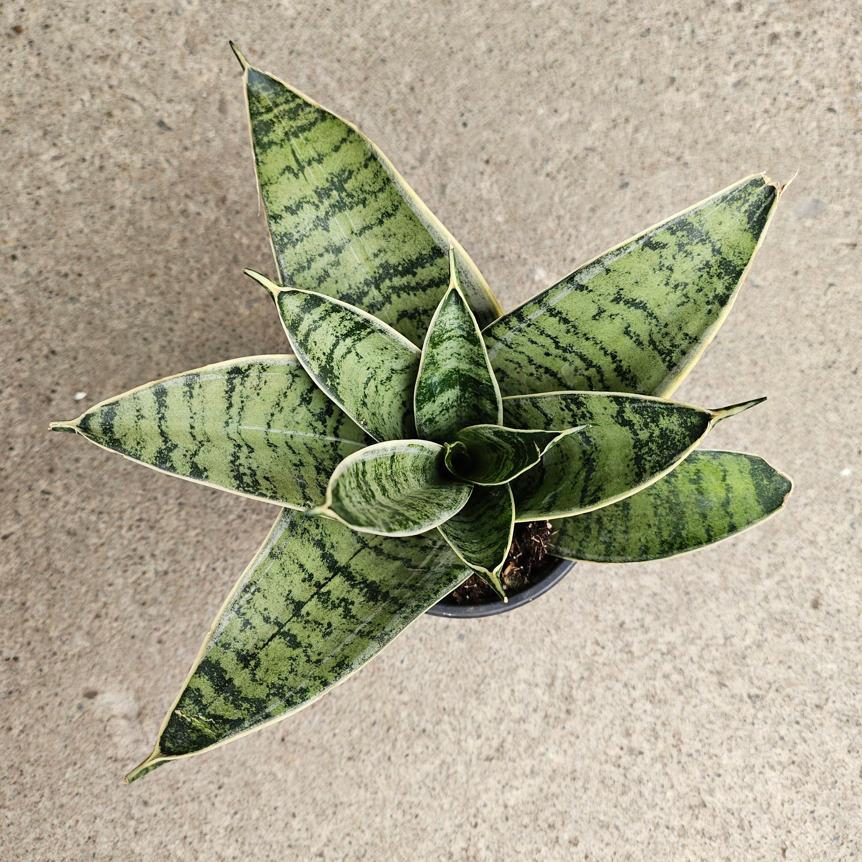 night owl snake plant sansevieria Sansevieria 'Night Owl' – Serres Lavoie