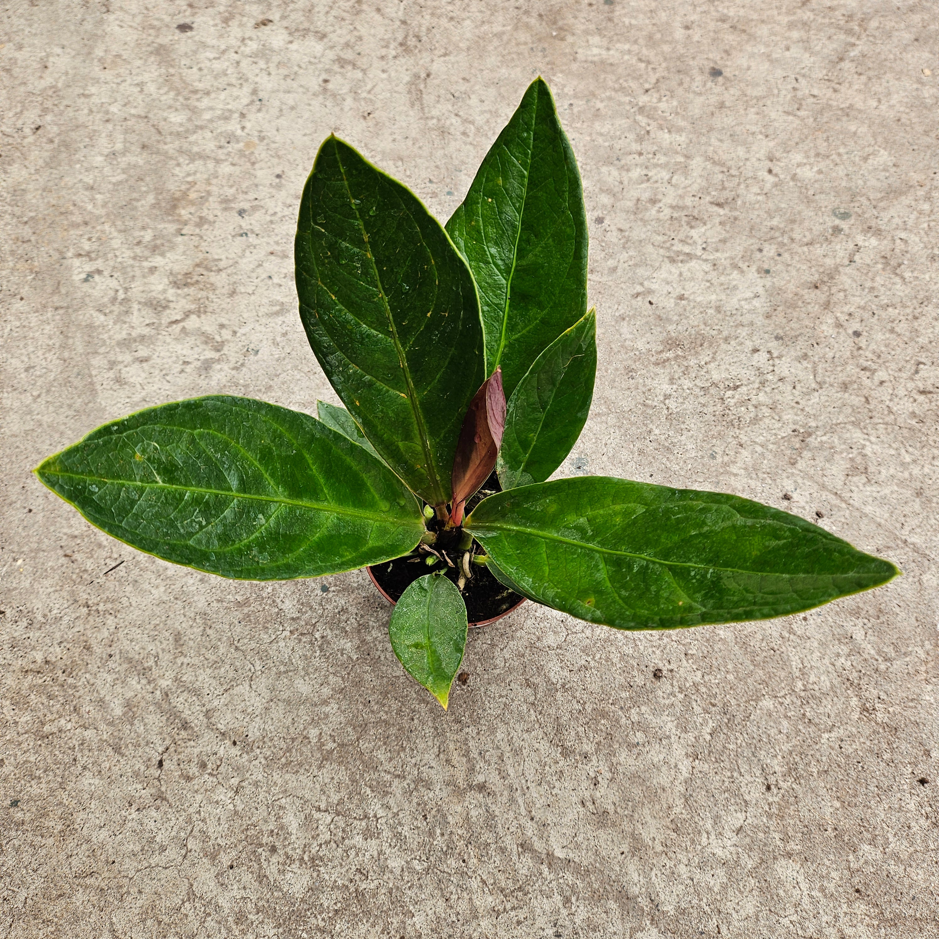 anthurium cobra care Anthurium 'Cobra' – Serres Lavoie