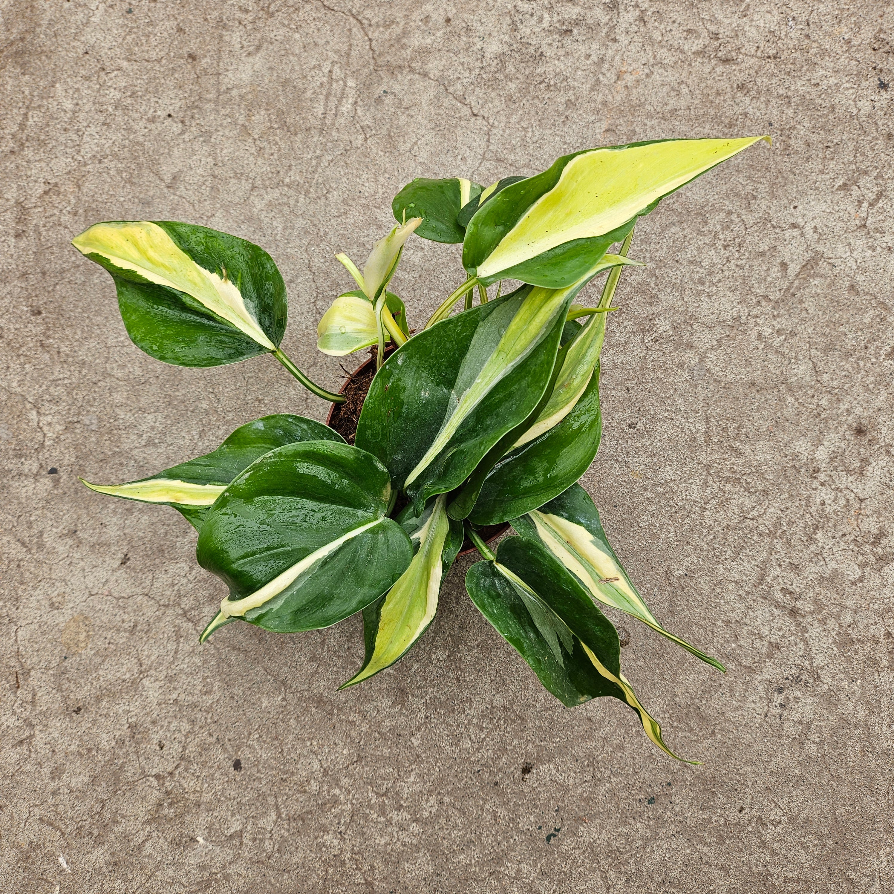 rio pothos Philodendron cordatum 'Rio' – Serres Lavoie