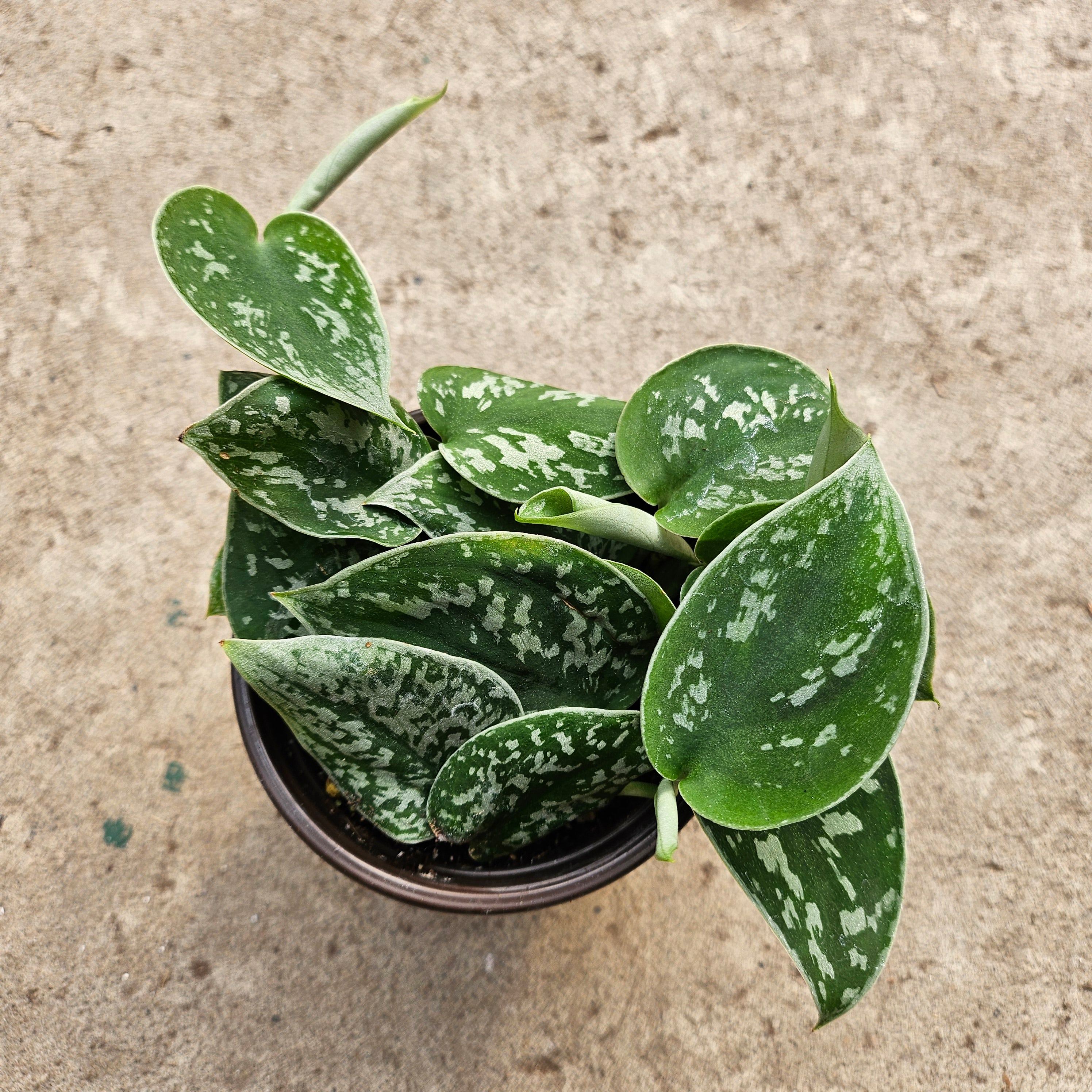 silvery ann vs satin pothos Scindapsus pictus 'Silvery ann' – Serres Lavoie