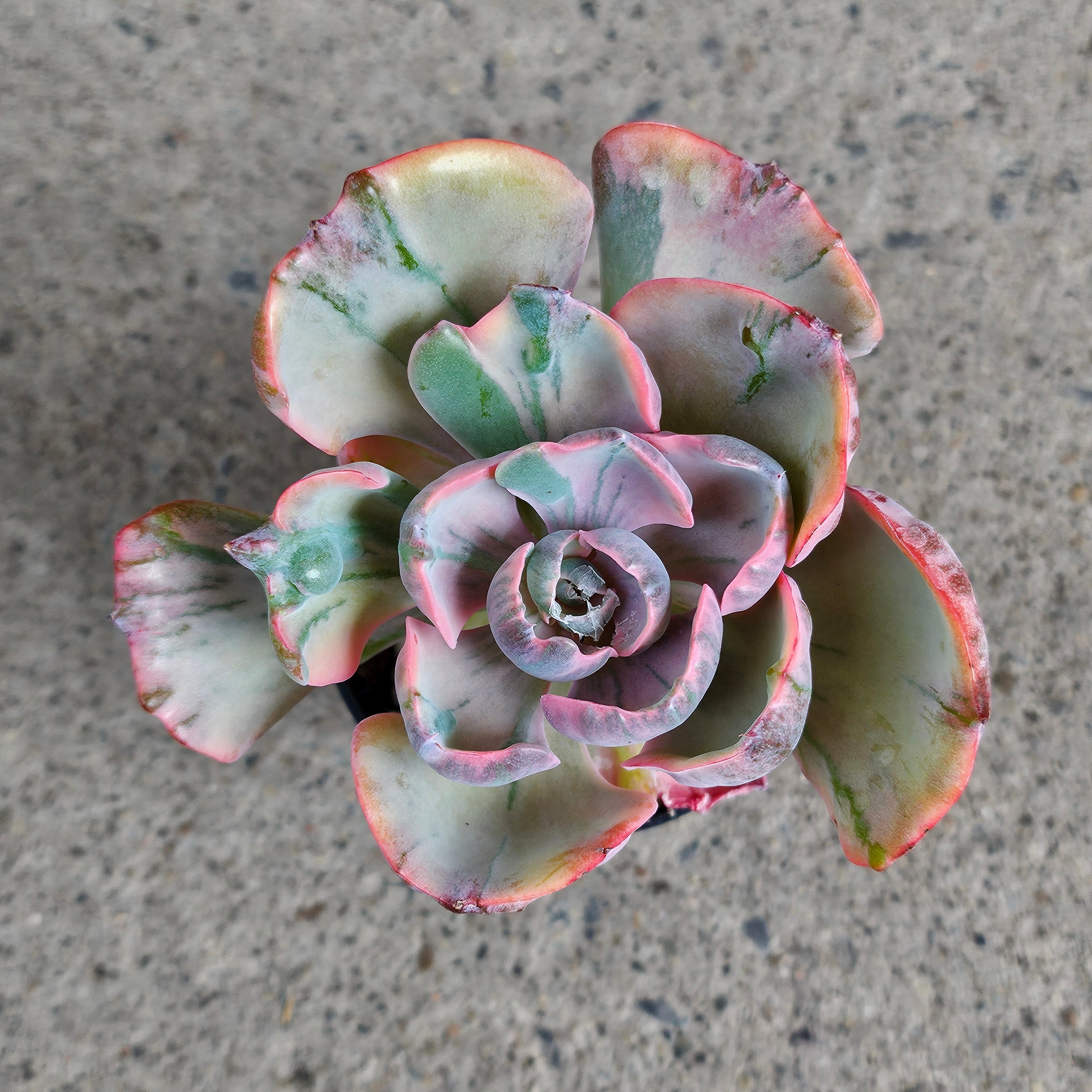 beyonce succulent Echeveria 'Beyonce' | Succulents