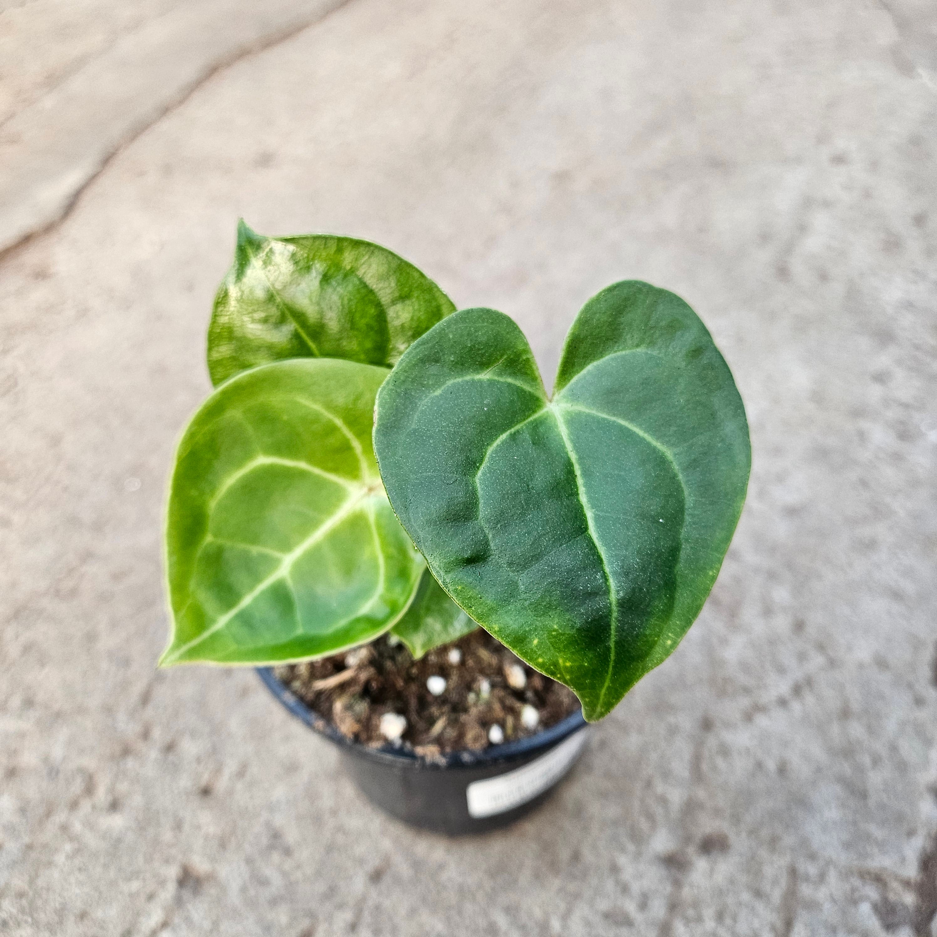 anthurium fleurs vertes Anthurium clarinervium | Tropicales