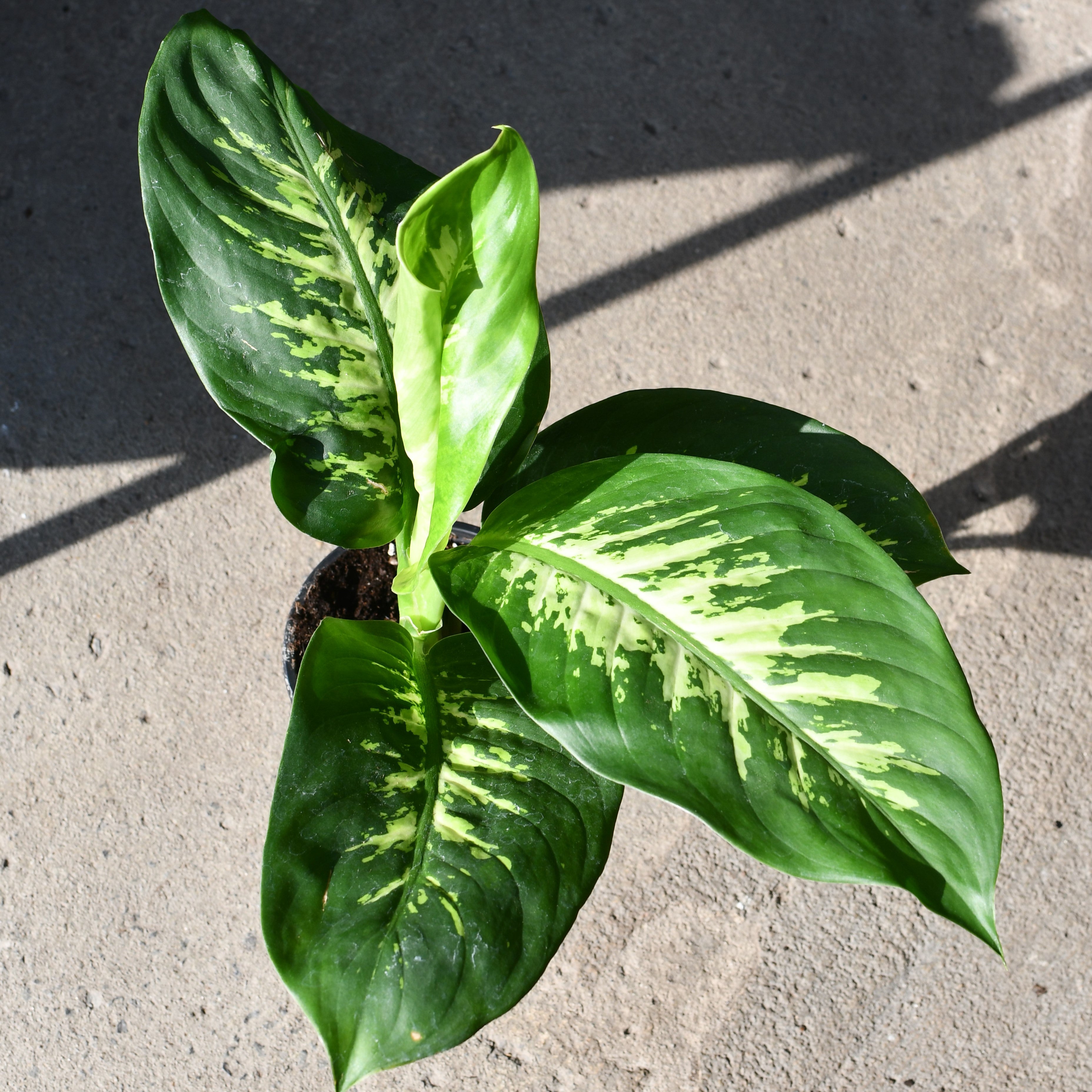 splash dieffenbachia care Dieffenbachia 'Tropic snow' – Serres Lavoie