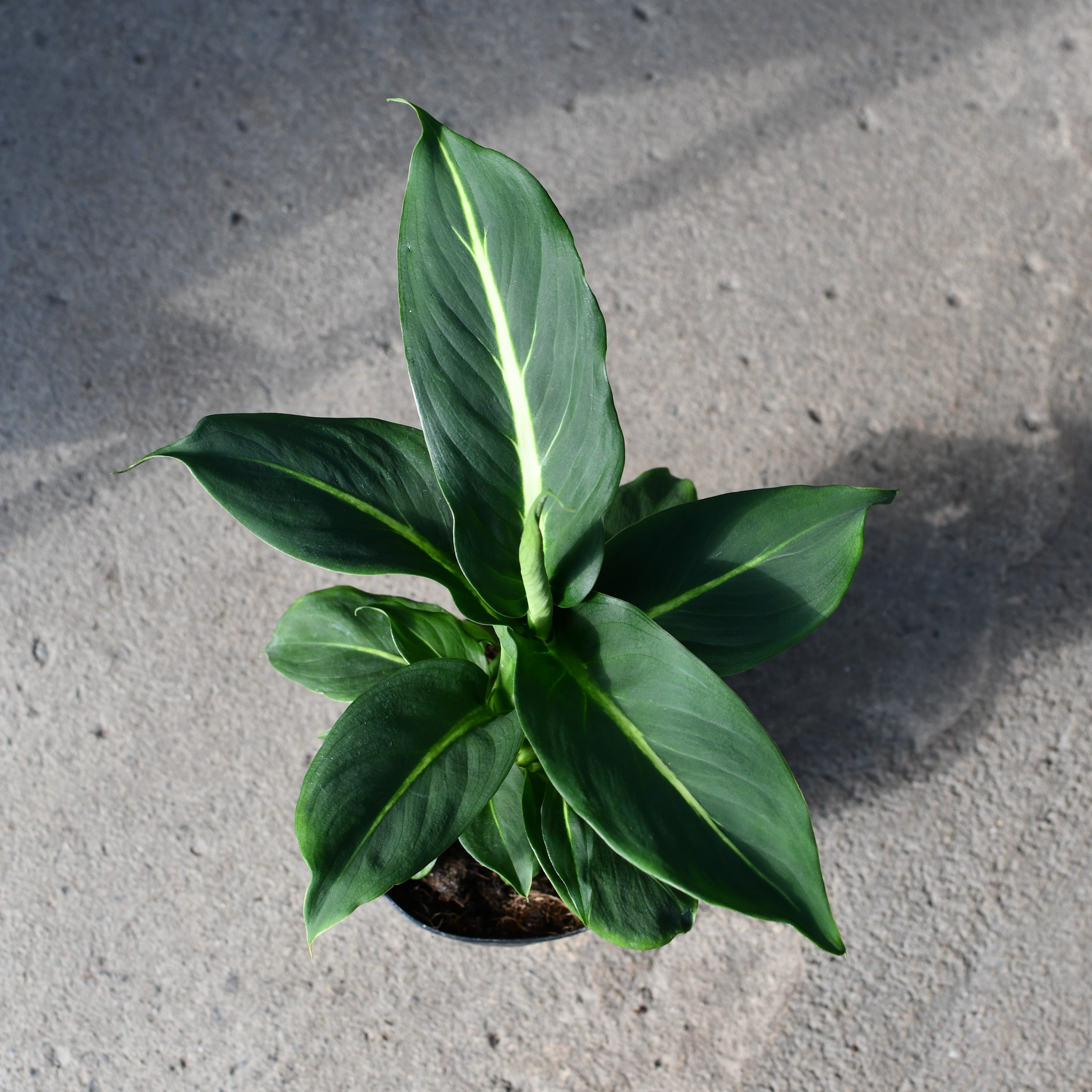 dieffenbachia sterling vs green magic Dieffenbachia 'Green Magic' – Serres Lavoie