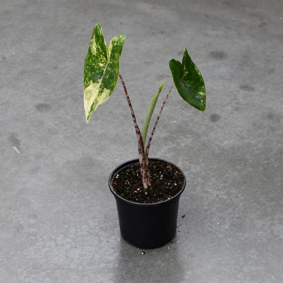 Alocasia zebrina variegata – Serres Lavoie