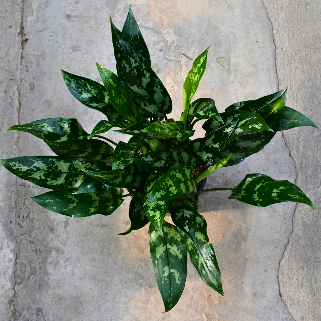 aglaonema tigres Aglaonema 'Tigress' | Tropical