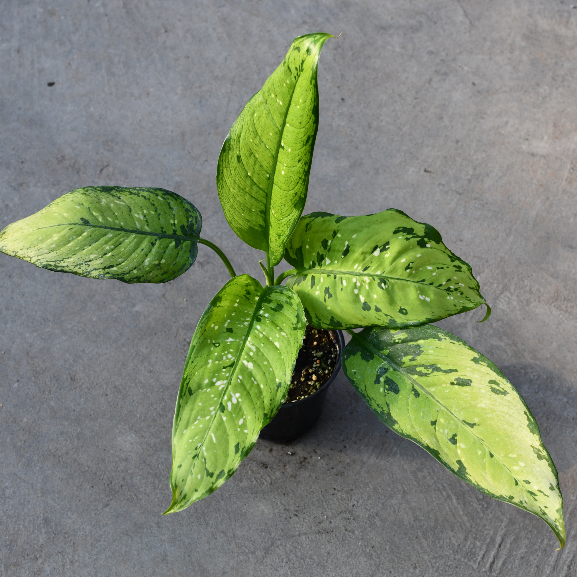 dieffenbachia x bausei Dieffenbachia 'Picasso' – Serres Lavoie