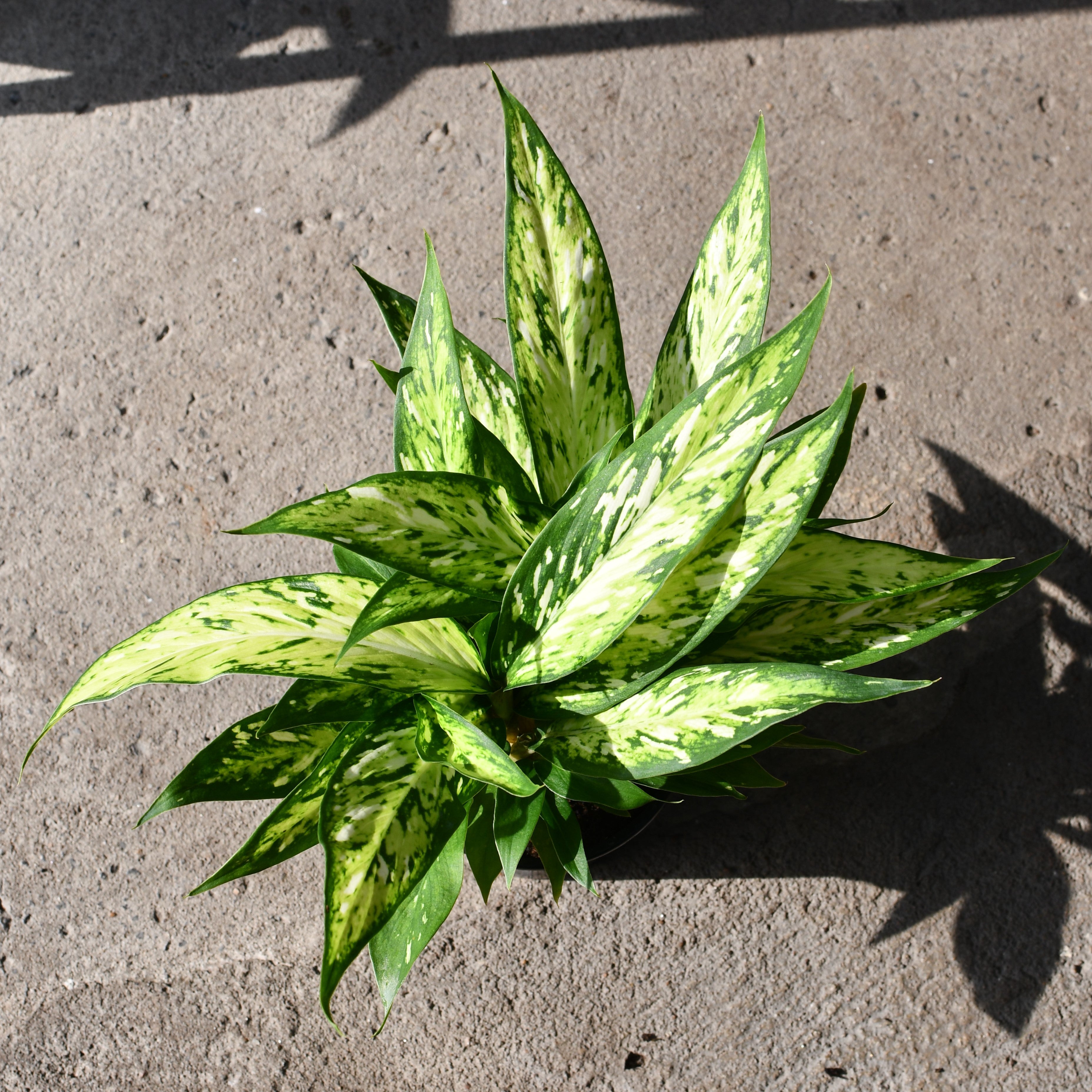 starbright dieffenbachia Dieffenbachia 'Starbright' – Serres Lavoie