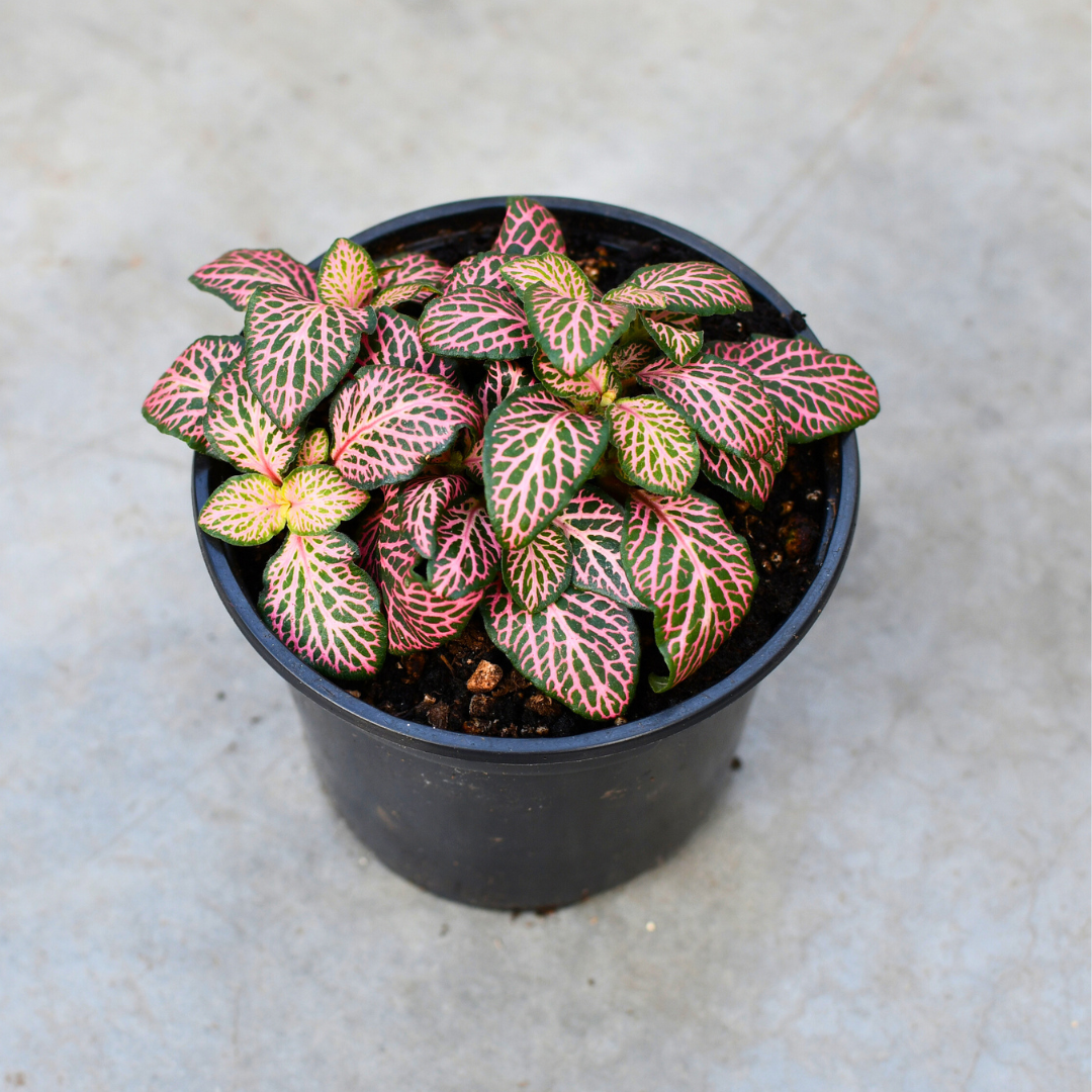 Fittonia verschaffeltii 'Mistral' – Serres Lavoie