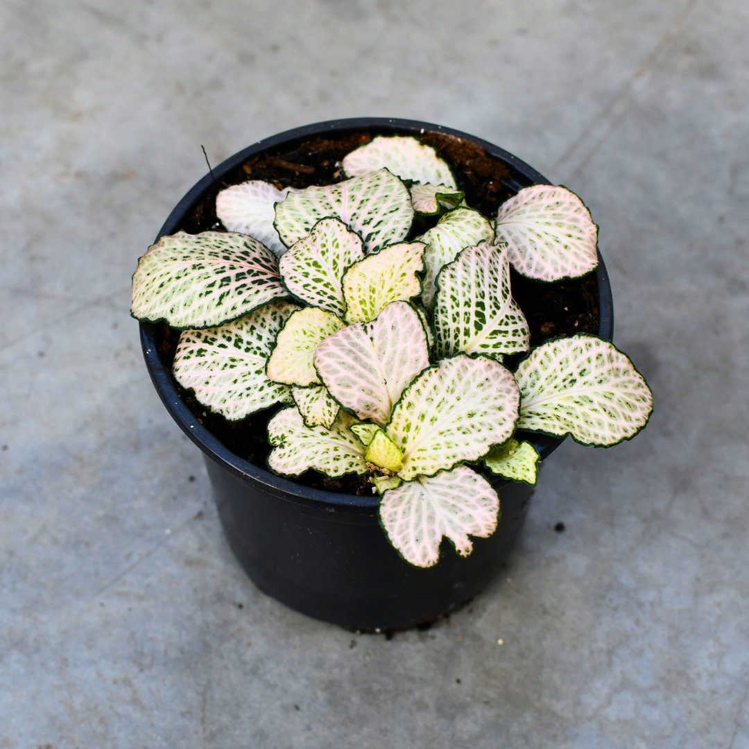 Fittonia 'Purple Snow Anne' – Serres Lavoie