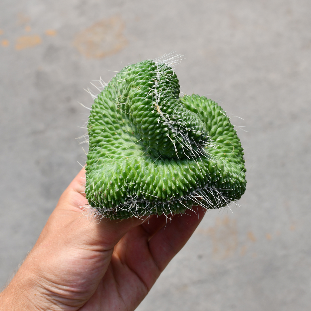 Mammillaria spinosissima un pico f. cristata  Serres Lavoie