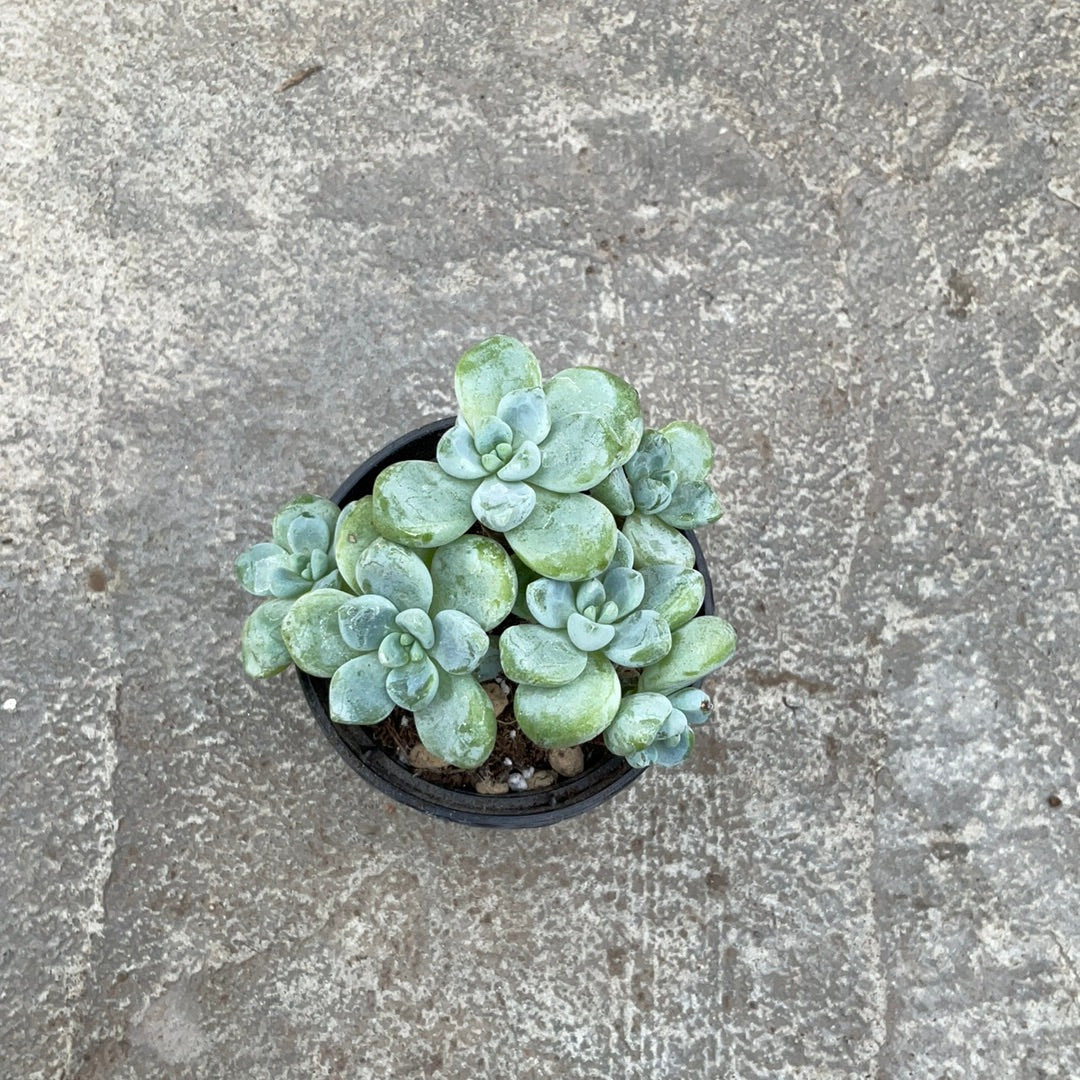 miul succulent Graptosedum 'Miul' – Serres Lavoie