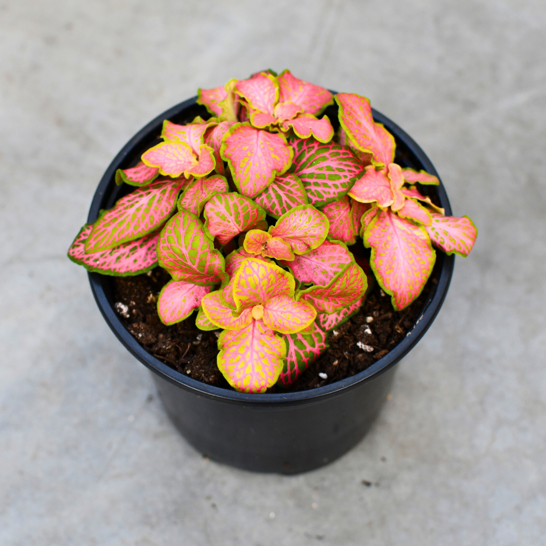 Fittonia 'Zalm Ruby Lime' – Serres Lavoie