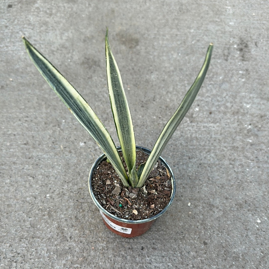 bantel's sensation snake plant latin name Sansevieria 'Bantel Sensation' – Serres Lavoie