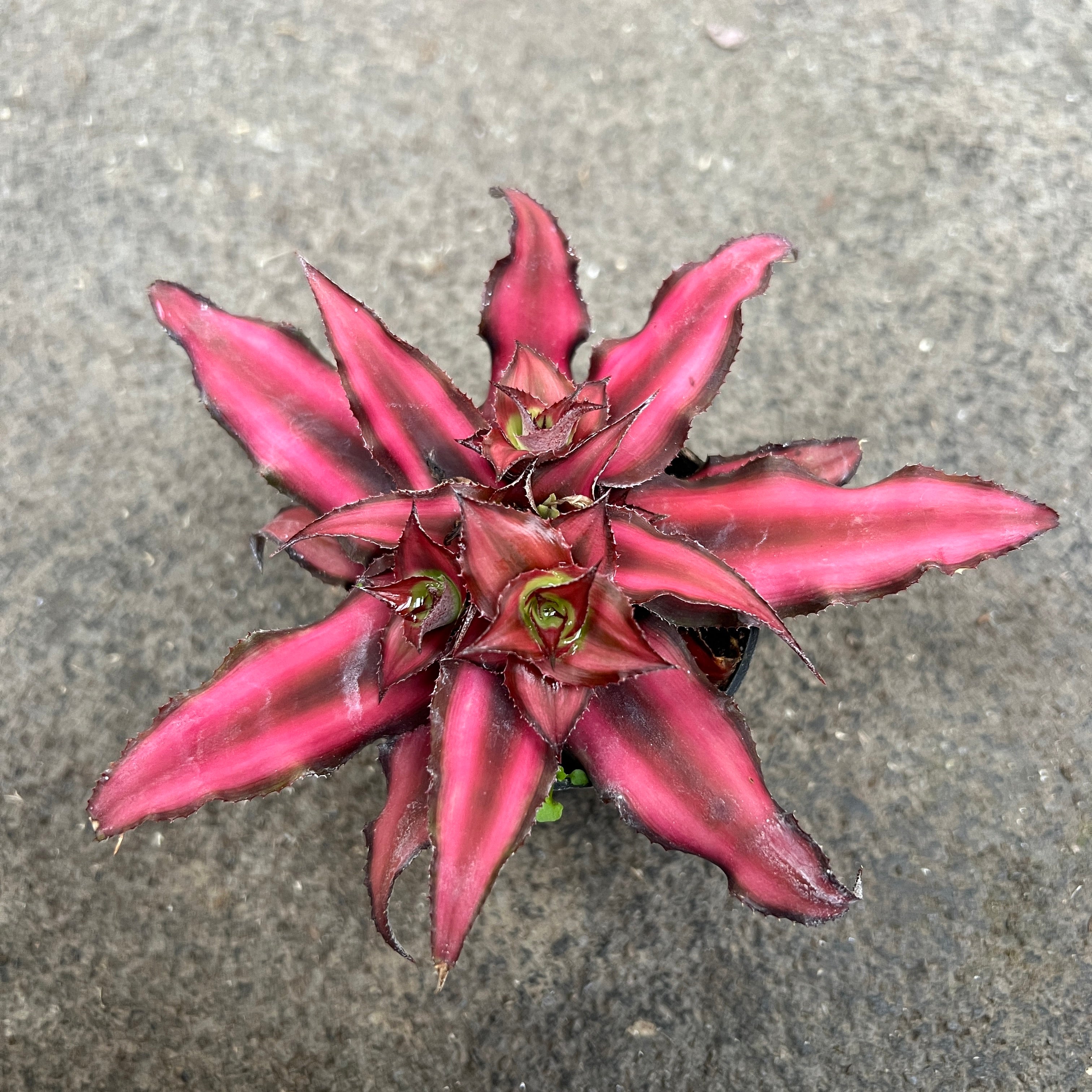 red star succulent Cryptanthus bivittatus 'Red star' – Serres Lavoie