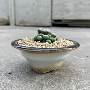 Conophytum minimum avec pot décoratif