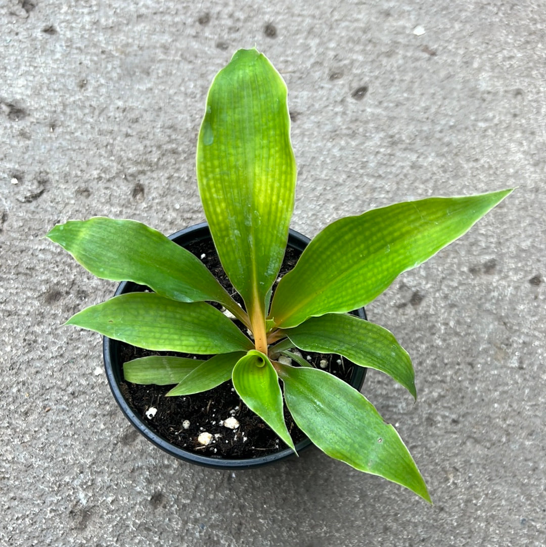 chlorophytum orchidastrum green orange Chlorophytum orchidastrum 'Green Orange' – Serres Lavoie