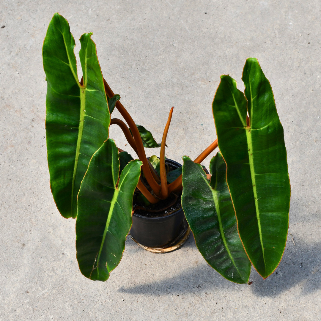 philodendron billietiae humidity Philodendron billietiae – Serres Lavoie