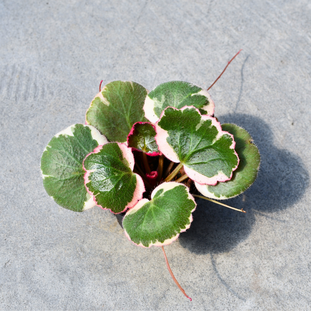 Saxifraga stolonifera 'Tricolor' – Serres Lavoie