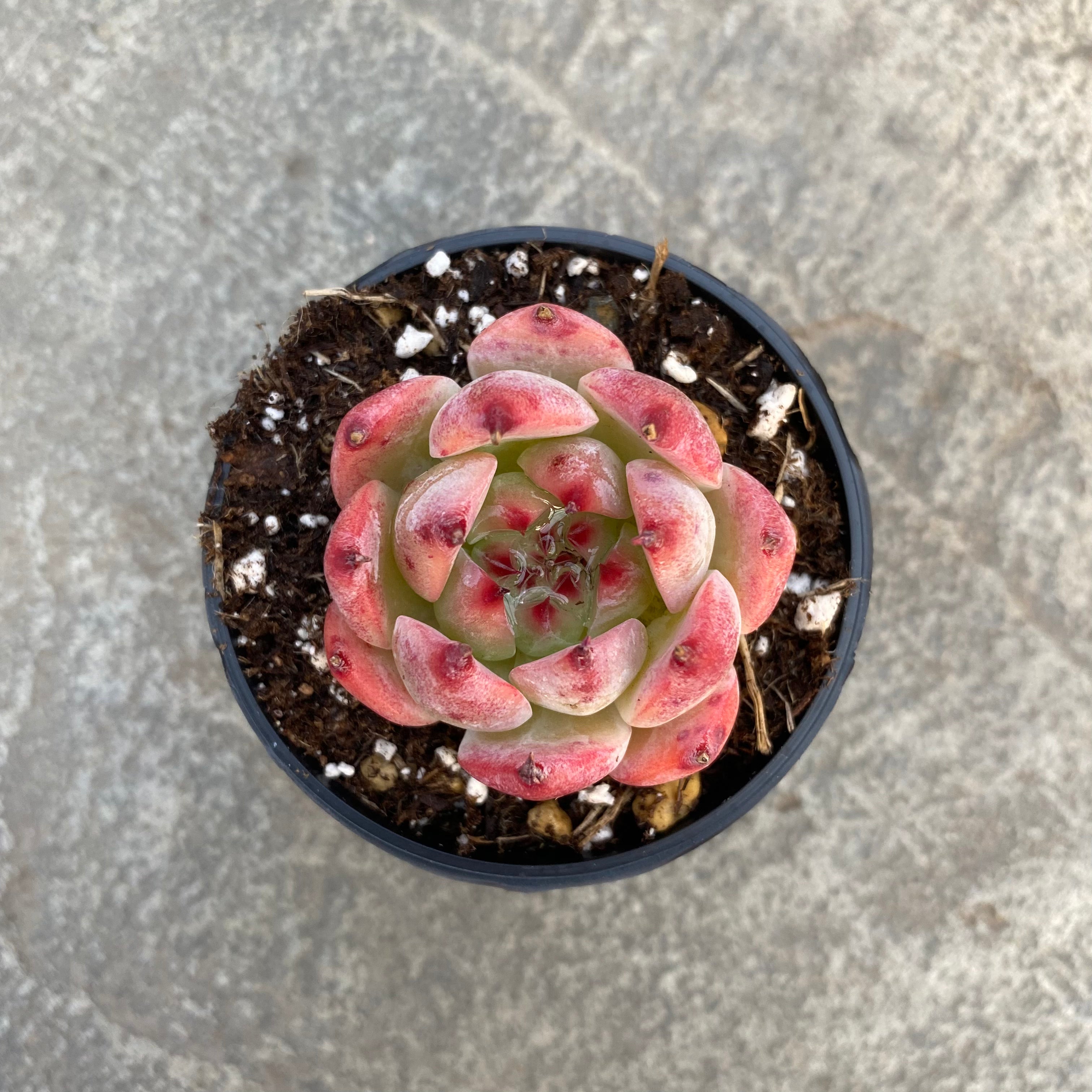 peach succulent Echeveria 'Honey Peach' | Succulents