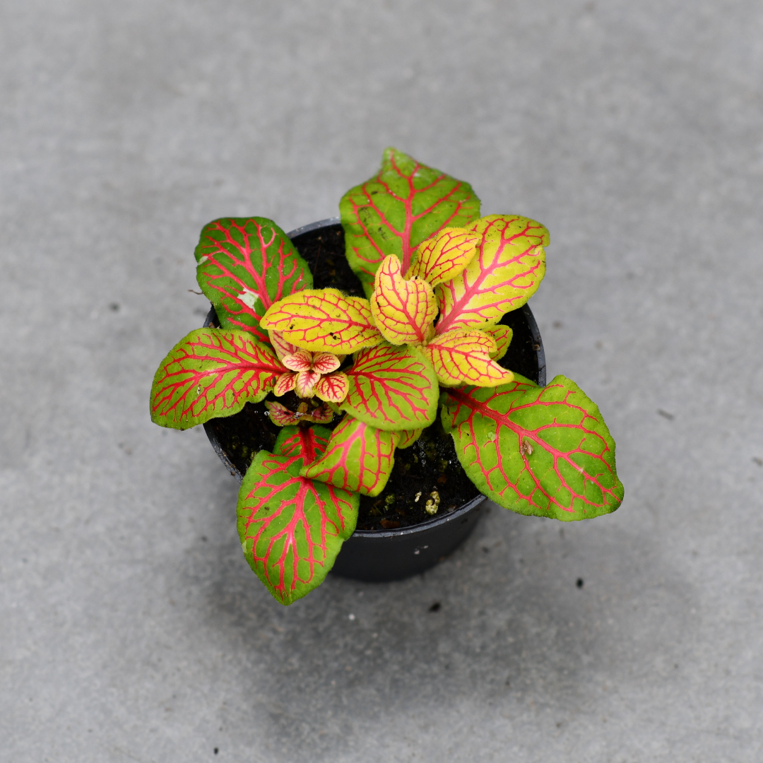 Fittonia verschaffeltii 'Skeleton' – Serres Lavoie