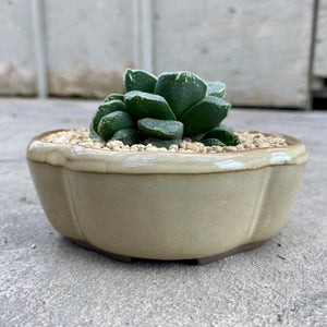Haworthia truncata / maughanii hybrid avec pot décoratif