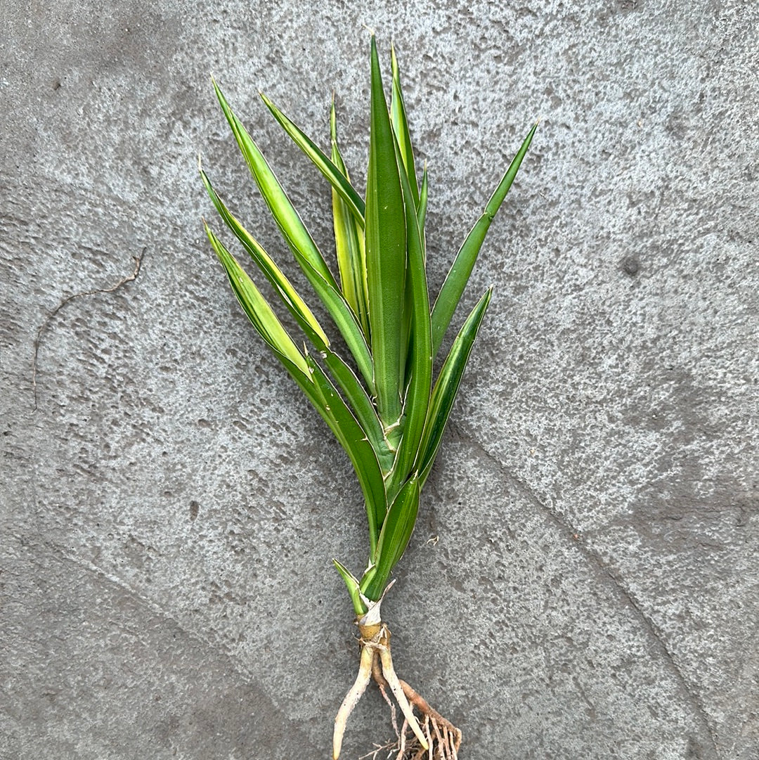 sansevieria bagamoyensis Sansevieria bagamoyensis f. variegata – Serres Lavoie