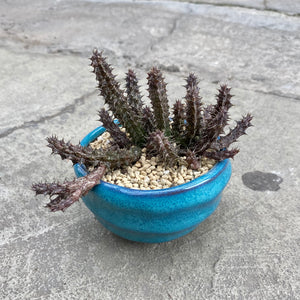 Stapelianthus decaryi avec pot décoratif
