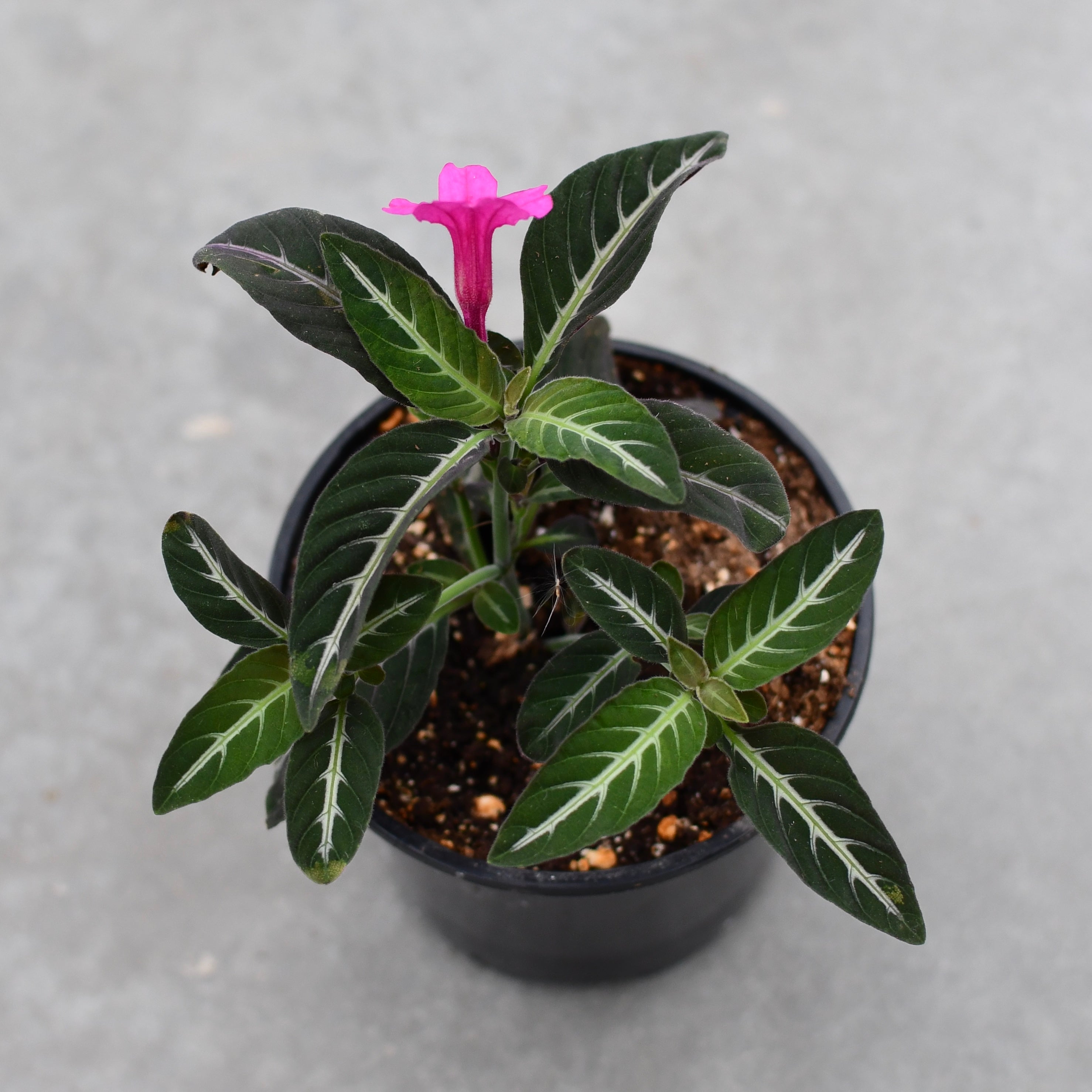 Ruellia makoyana – Serres Lavoie