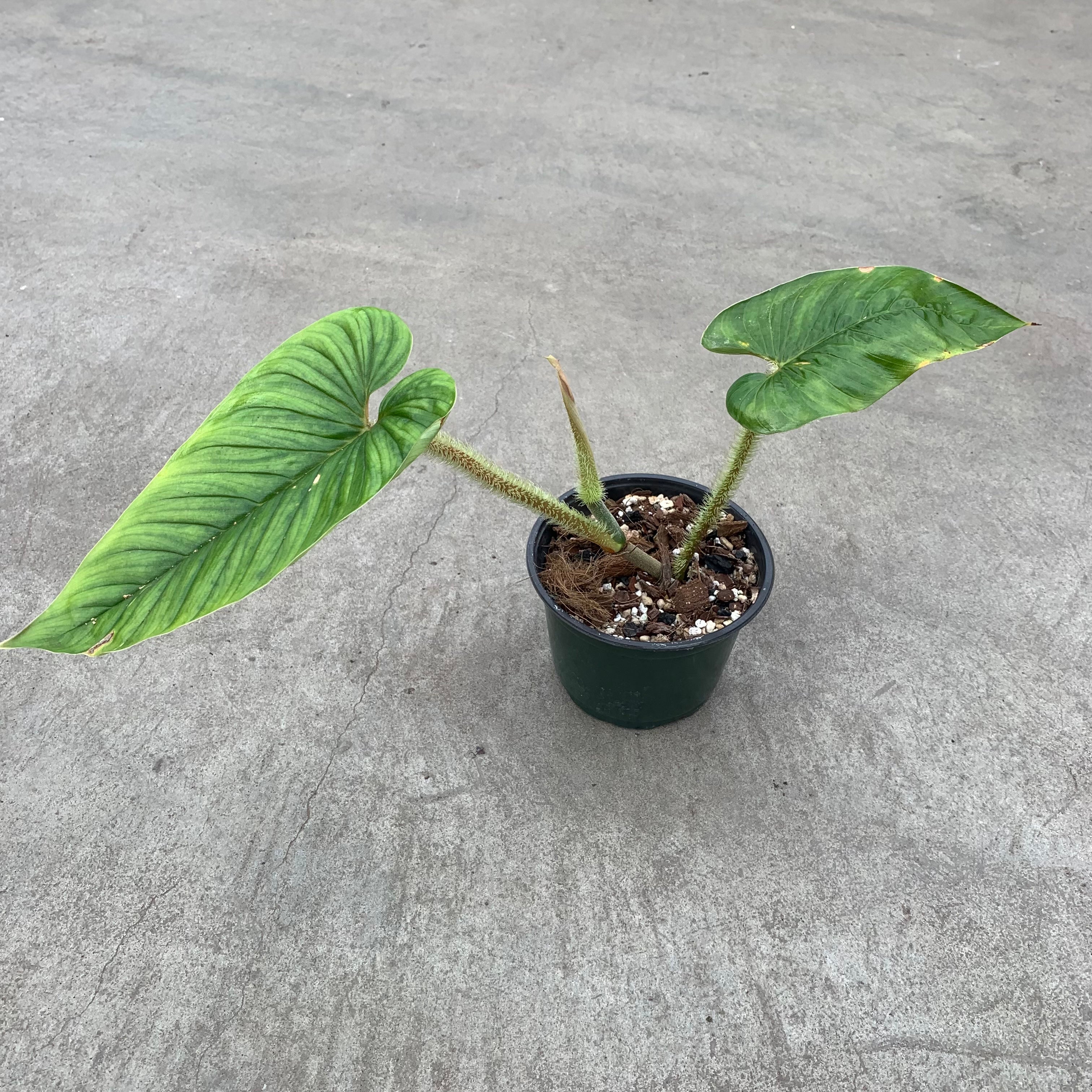 philodendron serpens for sale Philodendron serpents – Serres Lavoie