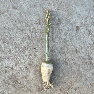 Ouvrir l&#39;image dans le diaporama, Pachypodium succulentum
