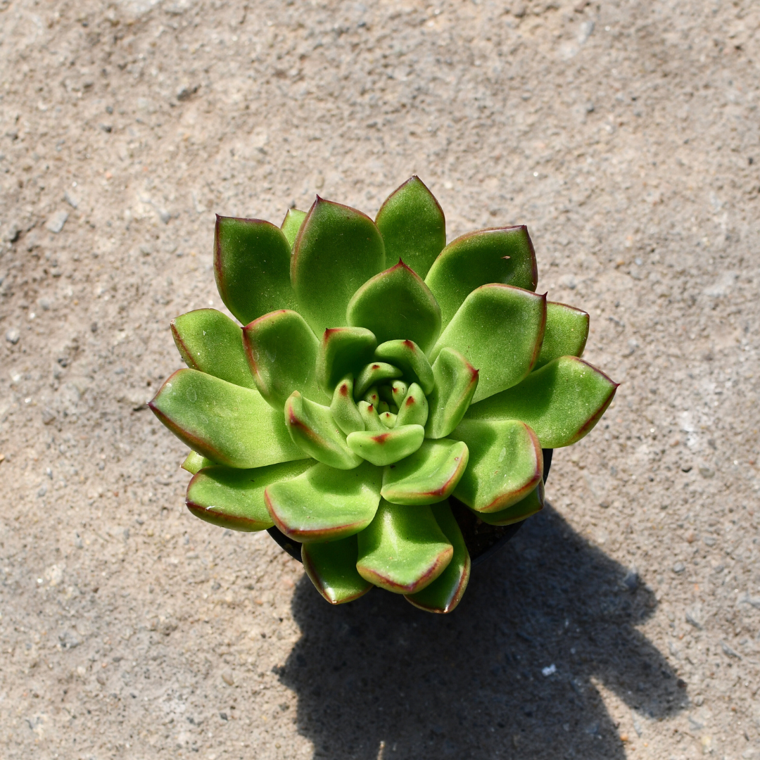 red tip succulent plants Echeveria agavoides 'Red Tip' – Serres Lavoie