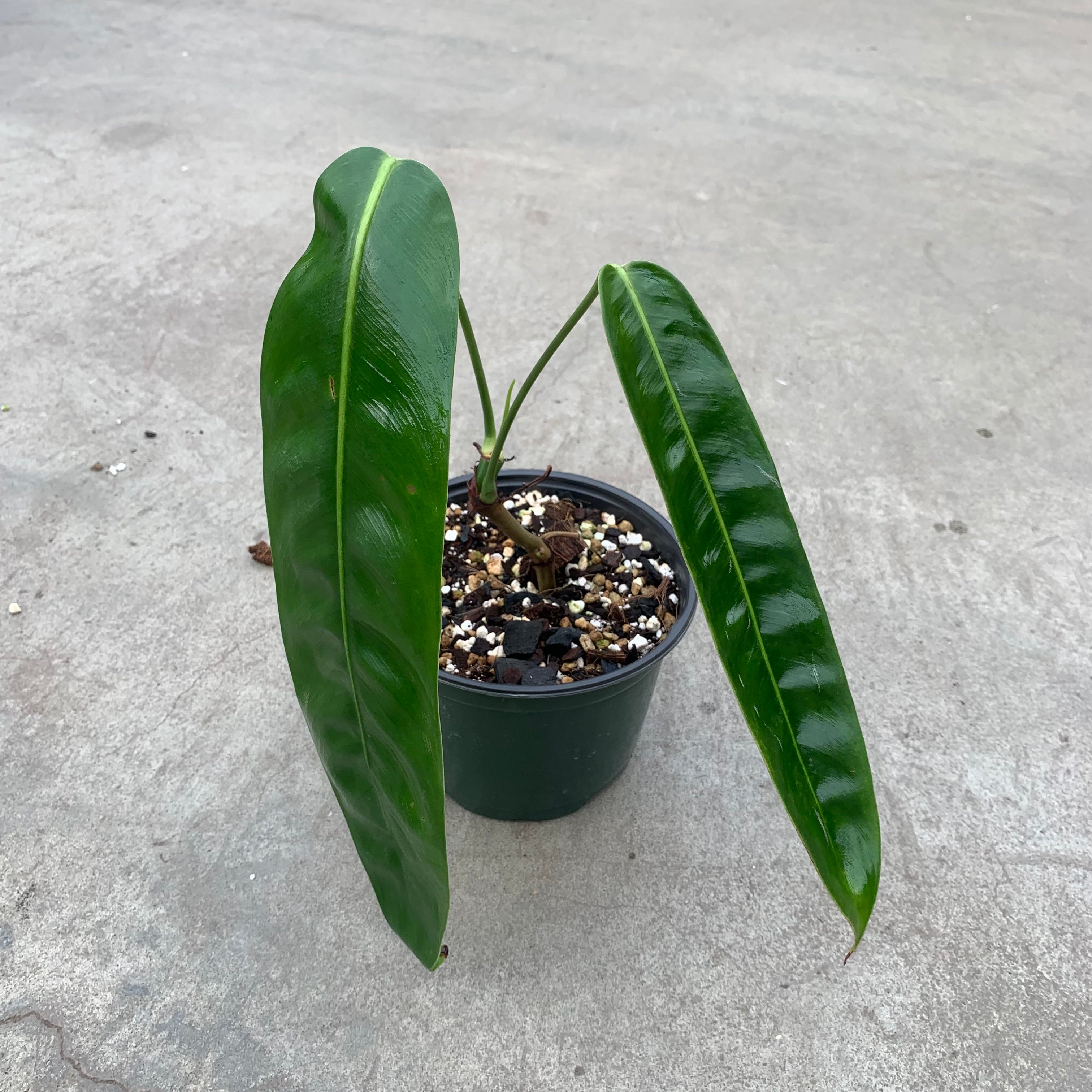 philodendron patriciae for sale Philodendron patriciae – Serres Lavoie