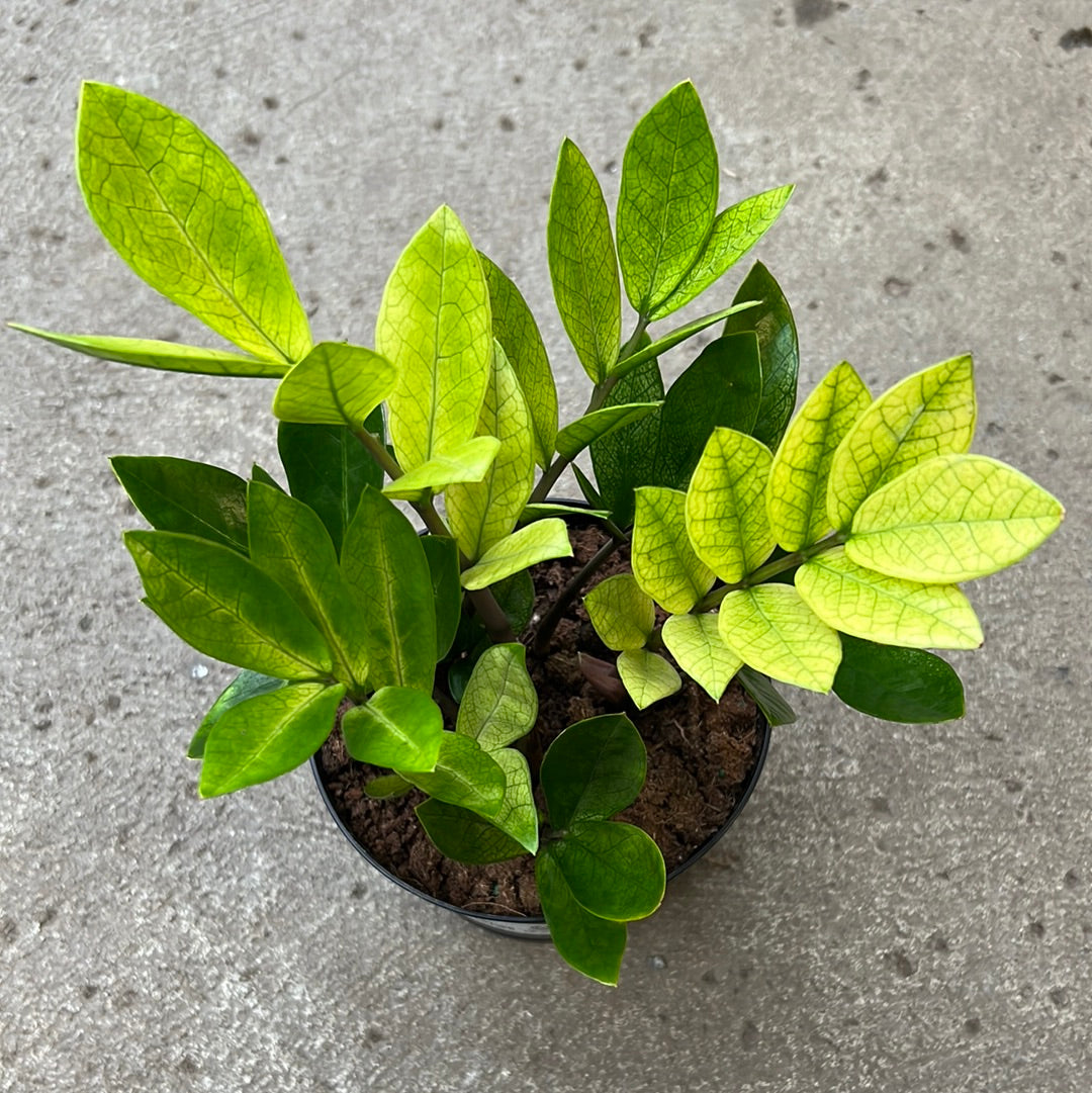 akebono zz plant Zamioculcas zamiifolia 'Chameleon' – Serres Lavoie
