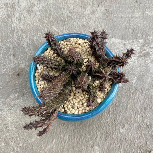 Stapelianthus decaryi avec pot décoratif